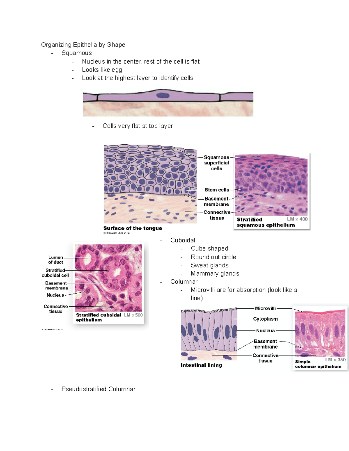 Chapter 4 Notes - Organizing Epithelia by Shape - Squamous - Nucleus in ...