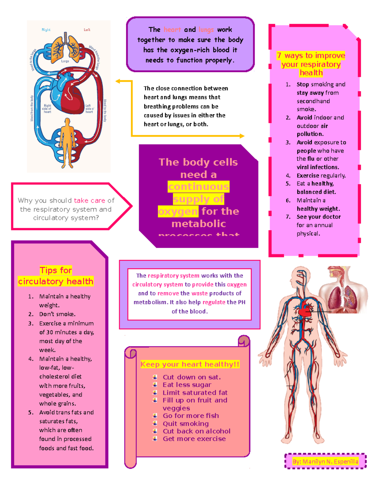 essay about respiratory and circulatory system brainly