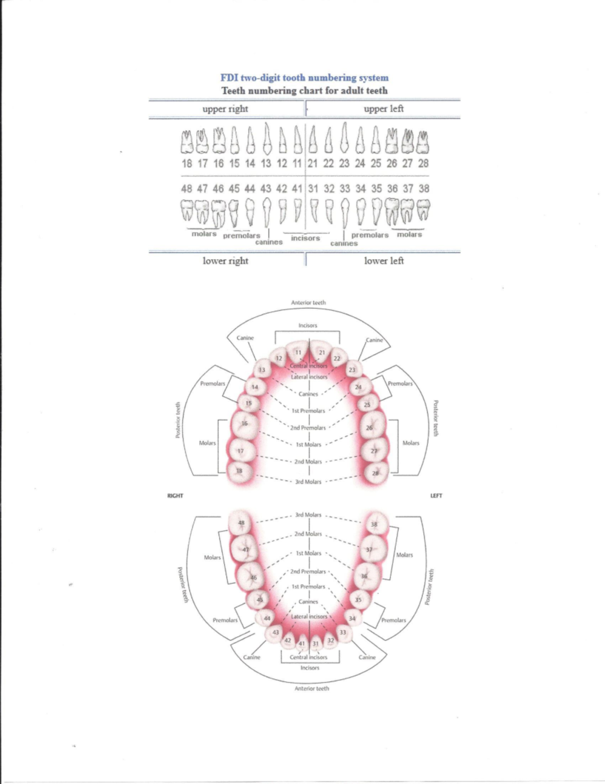 Teeth Numbering Chart - 1000, 1001, 1002 - Studocu