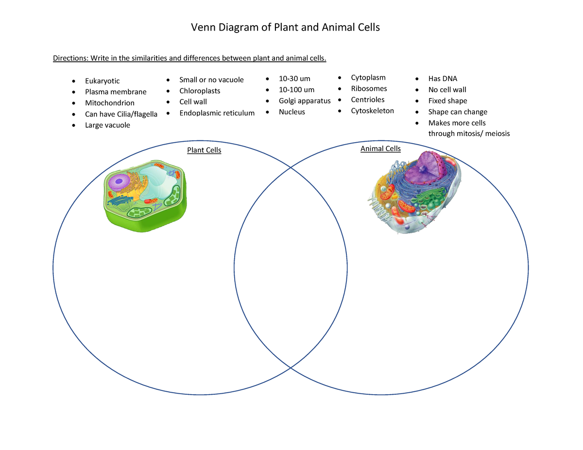 Animal Plant Cell Venn Diagram - Directions: Write in the similarities and  differences between plant - Studocu