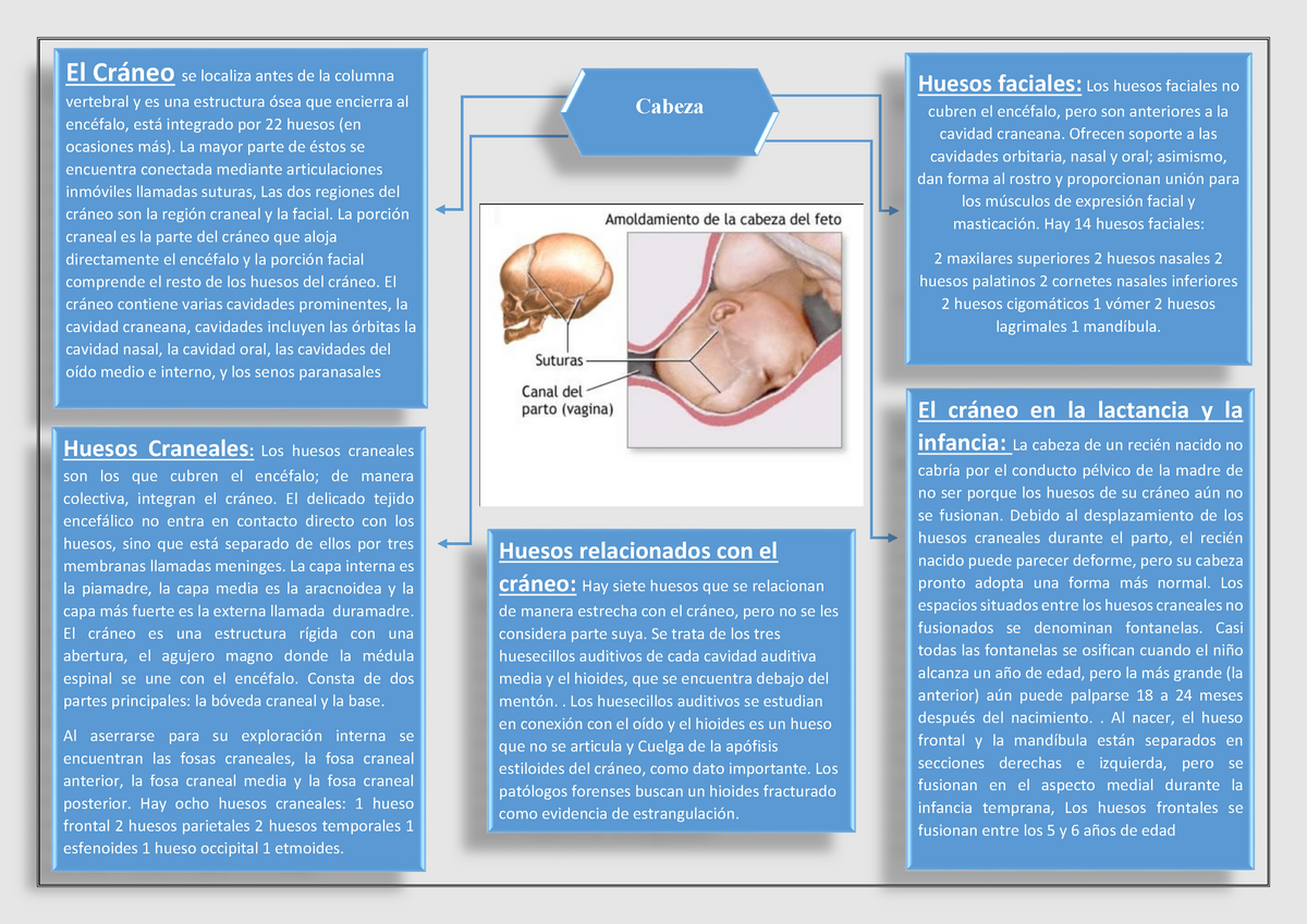 Mapa Conceptual Huesos Del Craneo Kulturaupice Images 