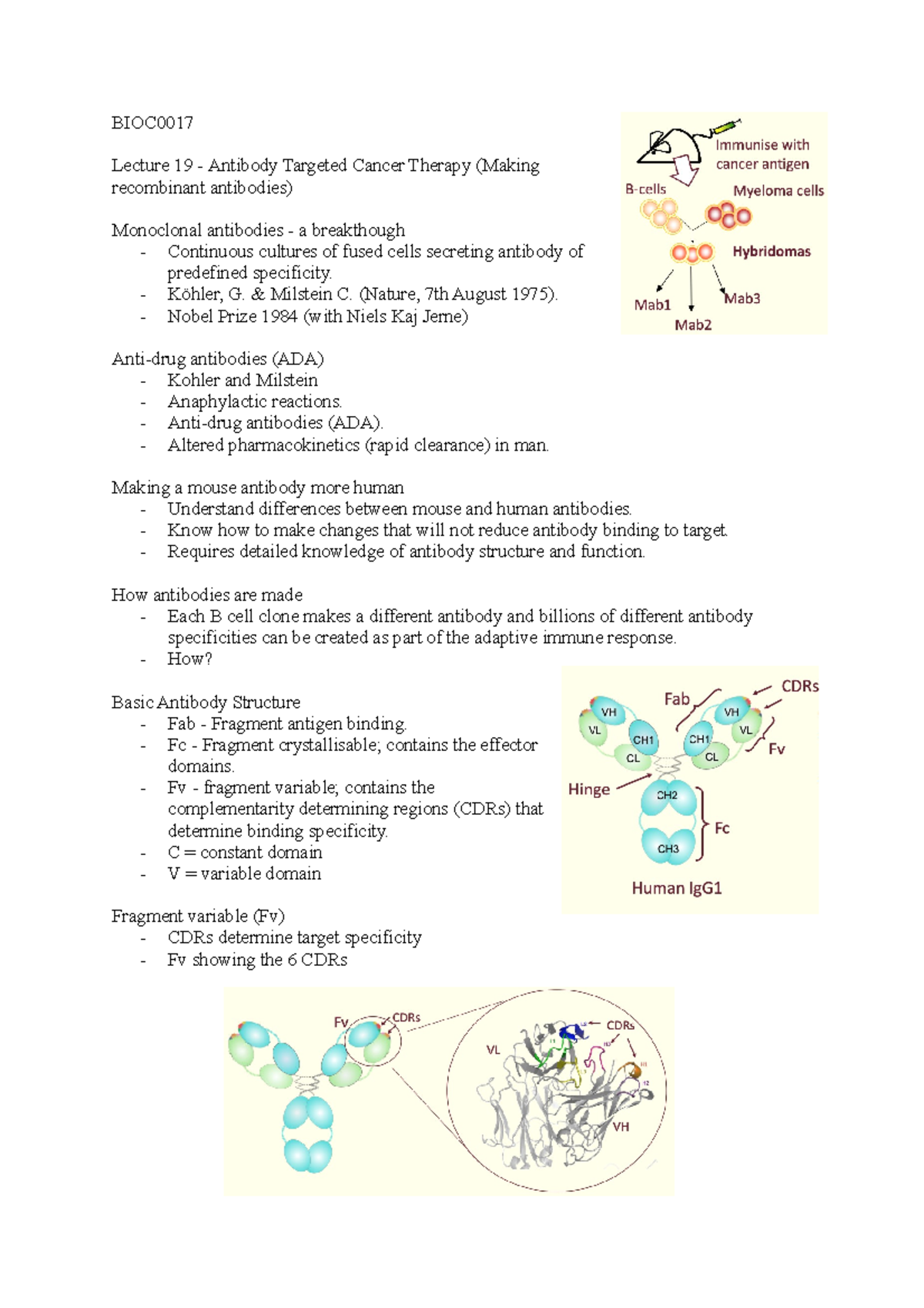 Lecture 19 B17 - BIOC Lecture 19 - Antibody Targeted Cancer Therapy ...