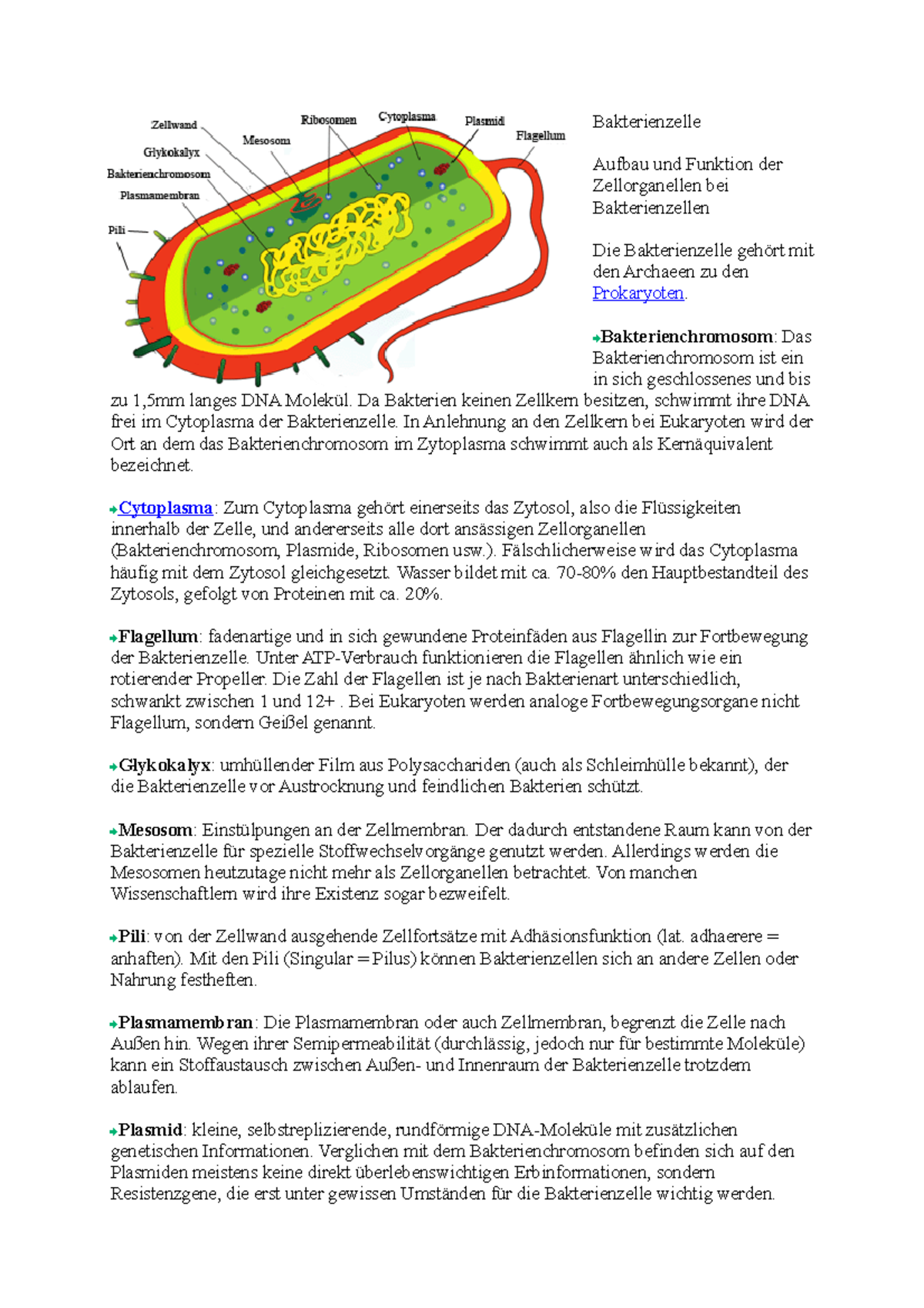 Bakterienzelle Aufbau Und Funktion Bakterienzelle - ooo - Bakterienzelle Aufbau und Funktion der