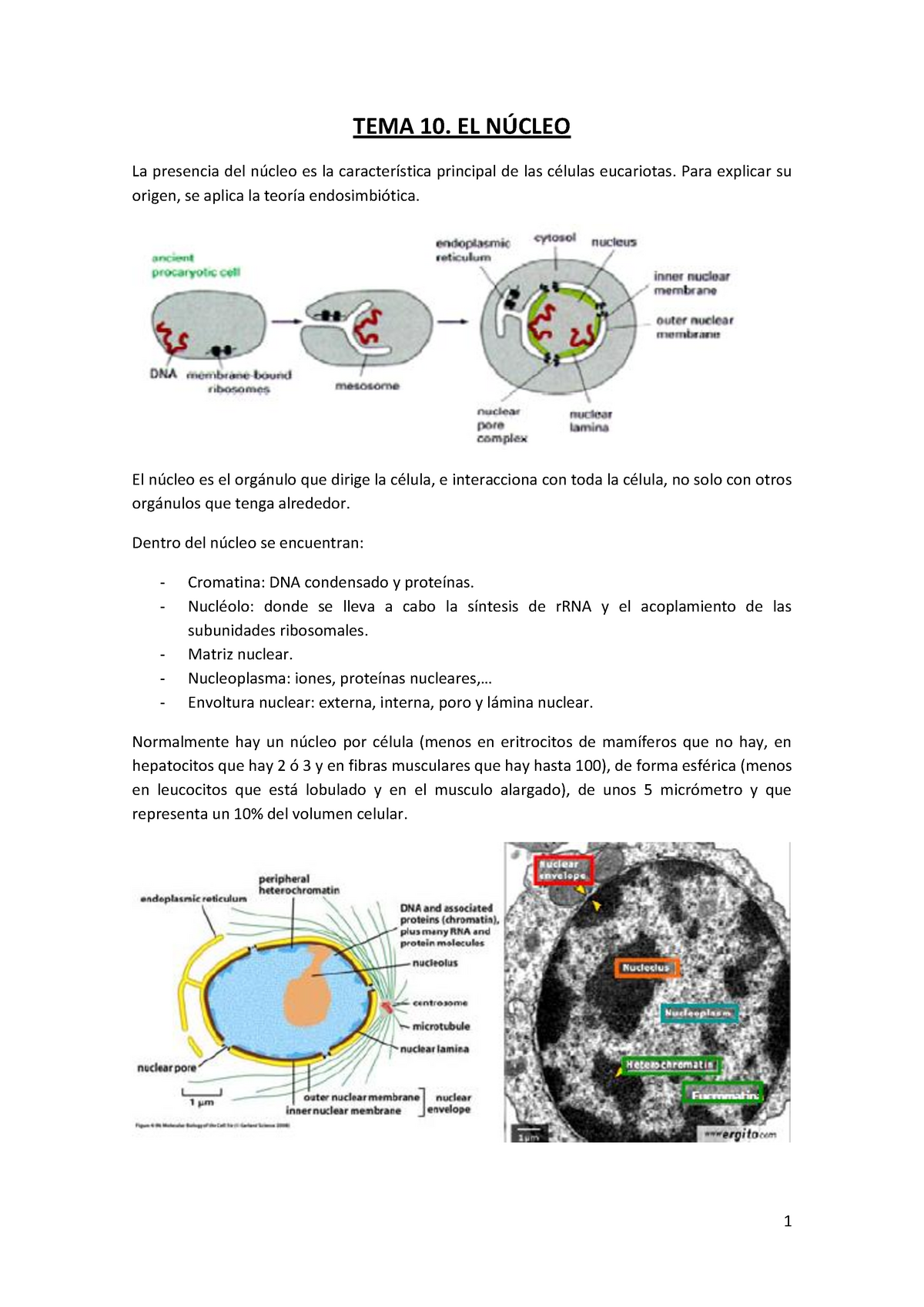 matriz nuclear