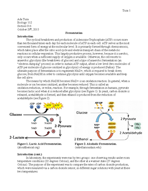 The Nervous System And Reflex Arc Biology 112 Report - Tusa 1 Ada Tusa ...