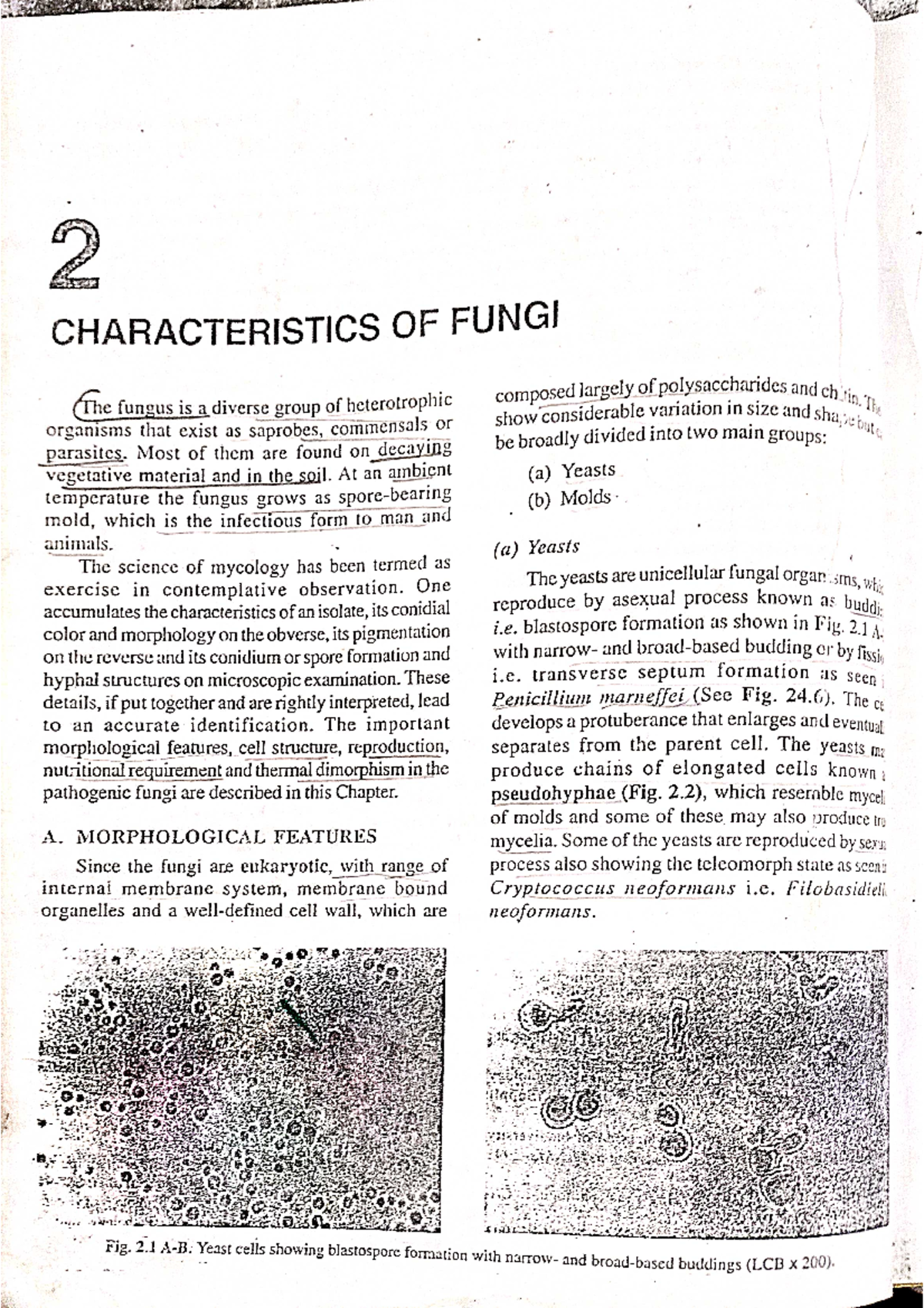 Characteristics of fungi - General Microbiology - Studocu