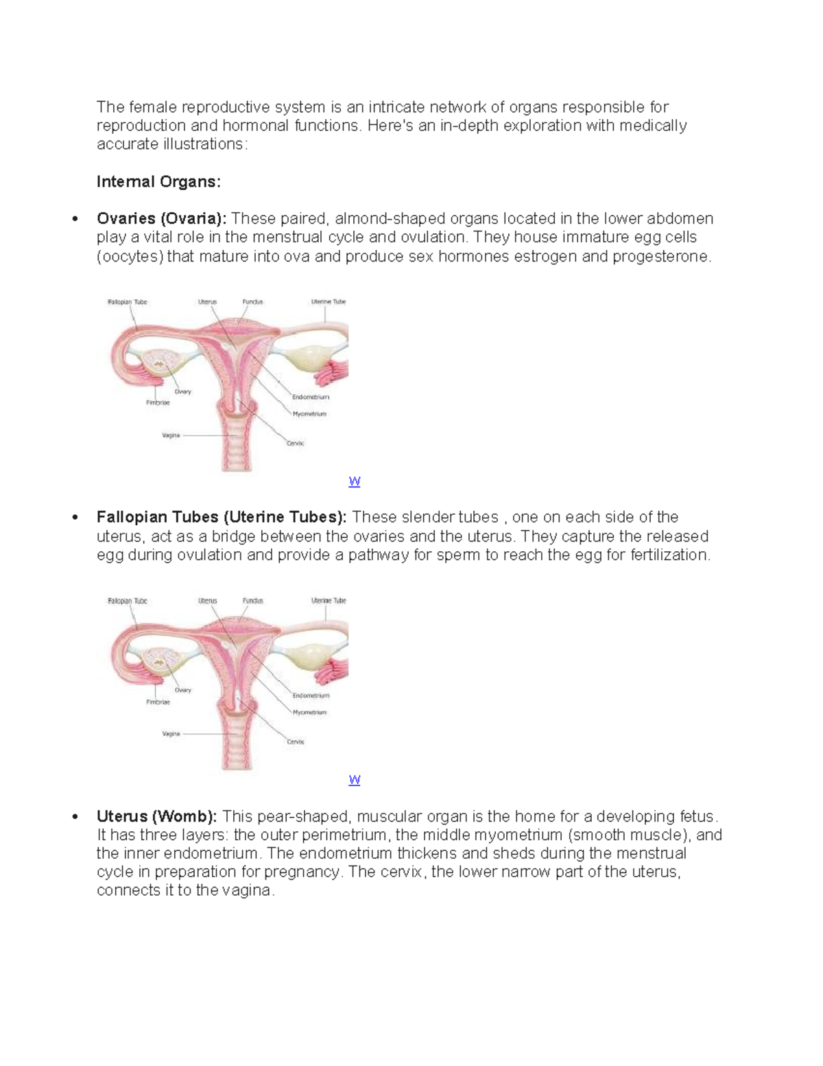 Gyne - The female reproductive system is an intricate network of organs ...