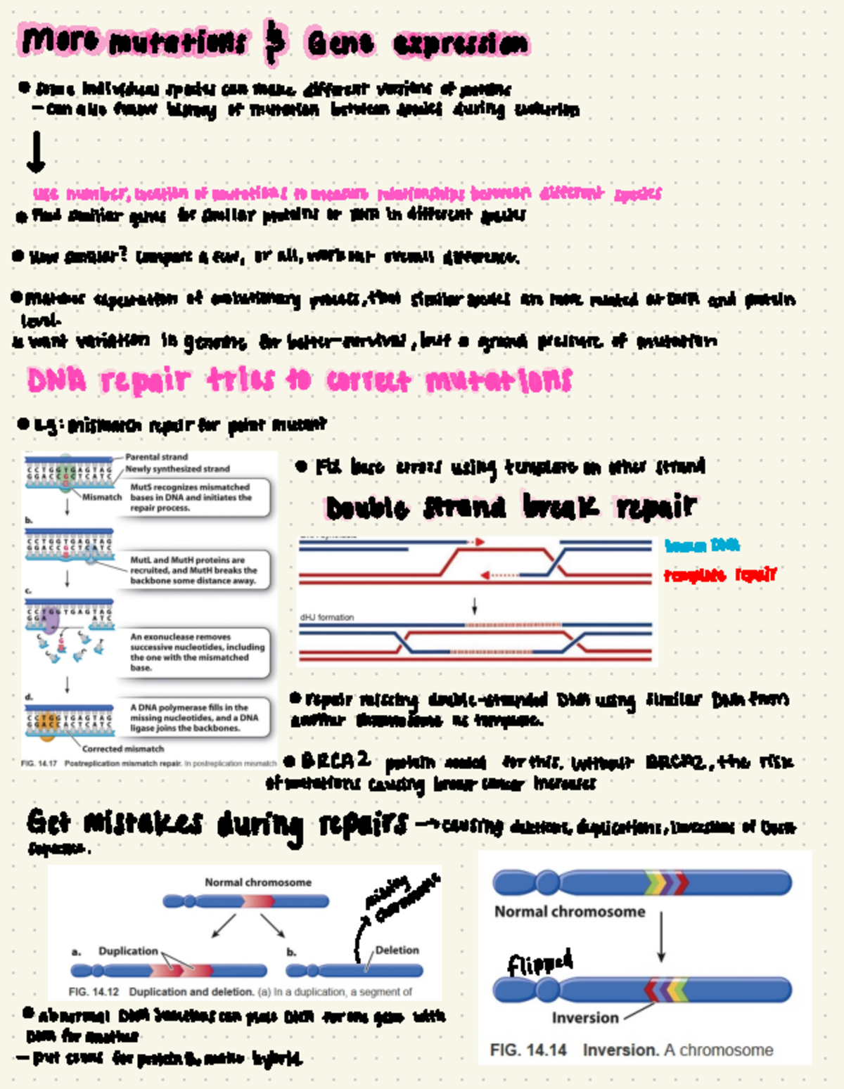 Gene expresssion - Lecture notes - More mutations } Gene expression ...