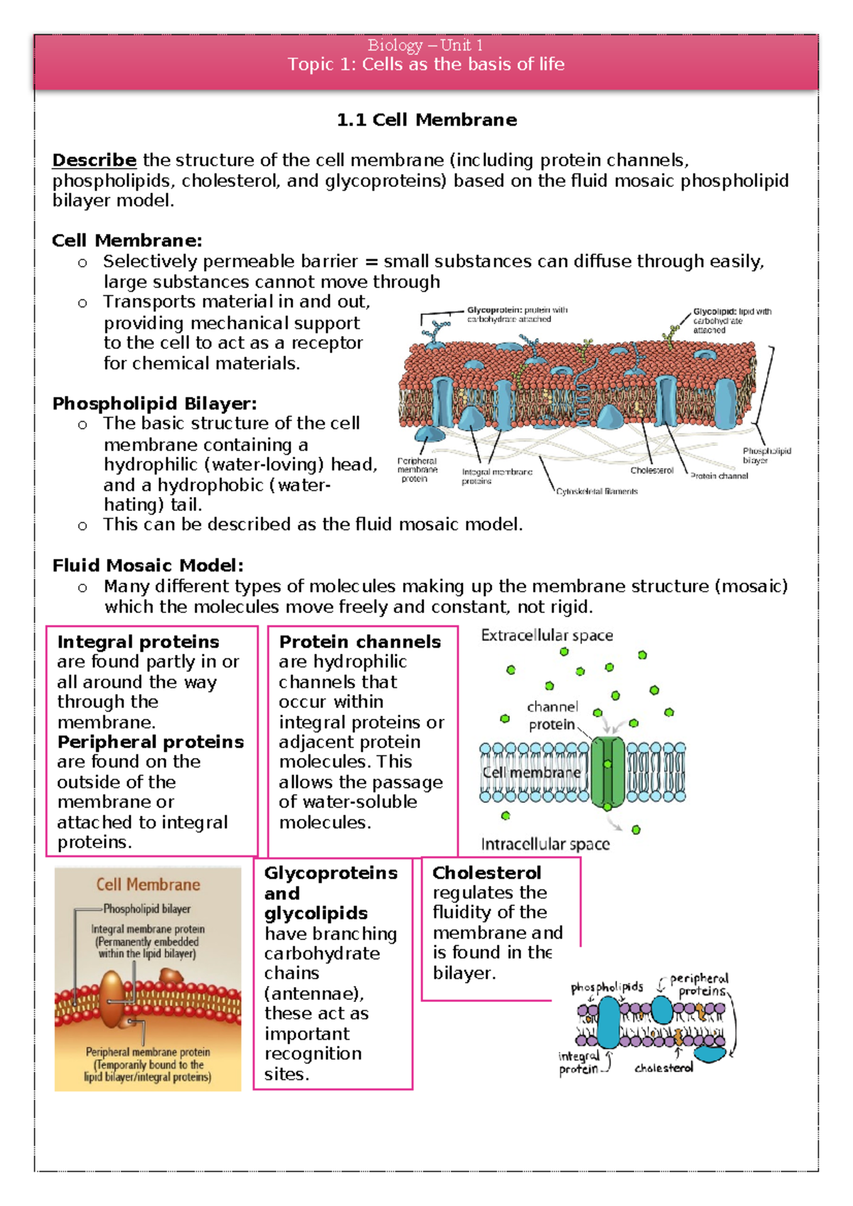 BIO UNIT 1 Notes - Topic 1: Cells as the basis of life 1 Cell Membrane ...