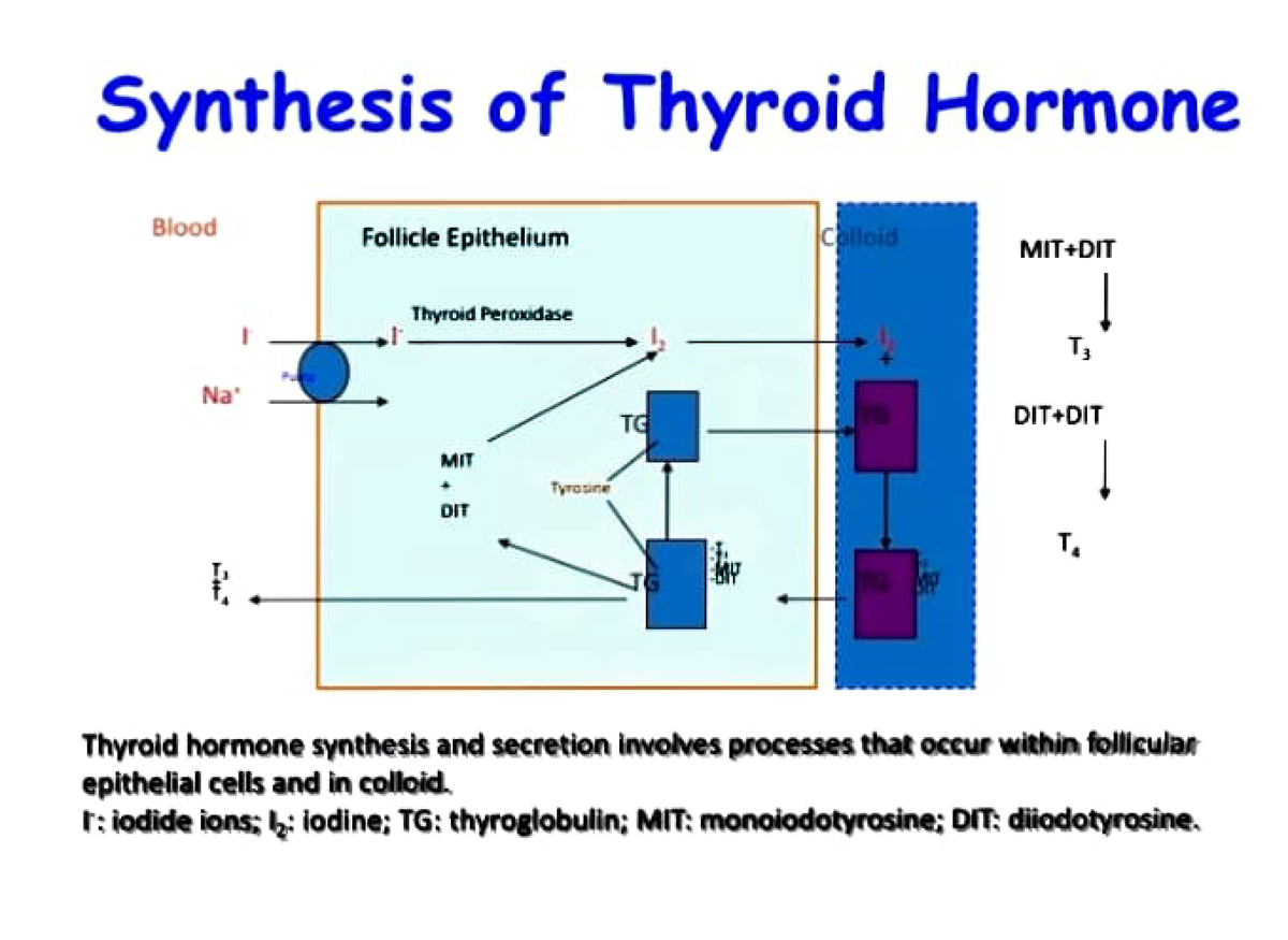 thyroid hormone synthesis animation tutoring clipart