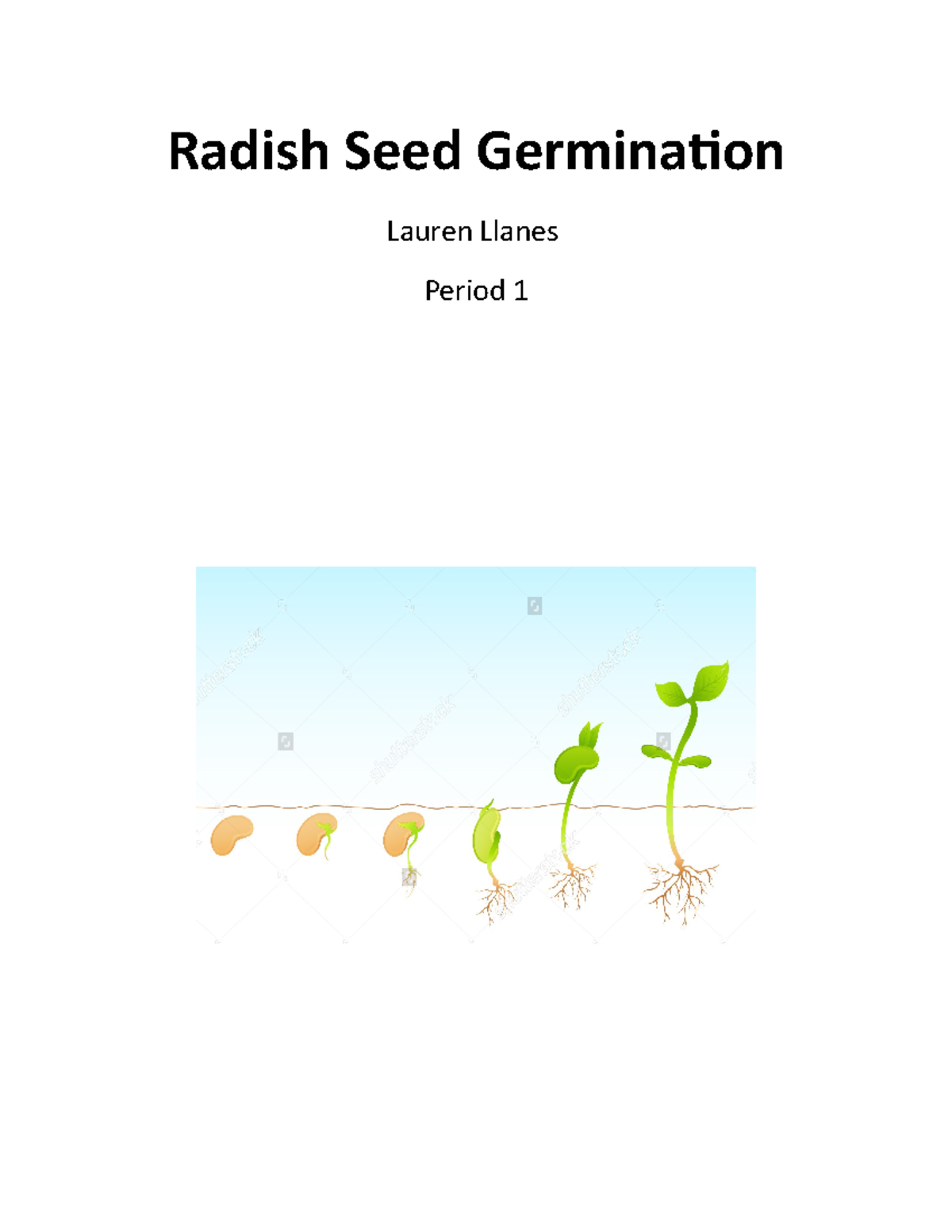 Radish Seeds Germination Experiment