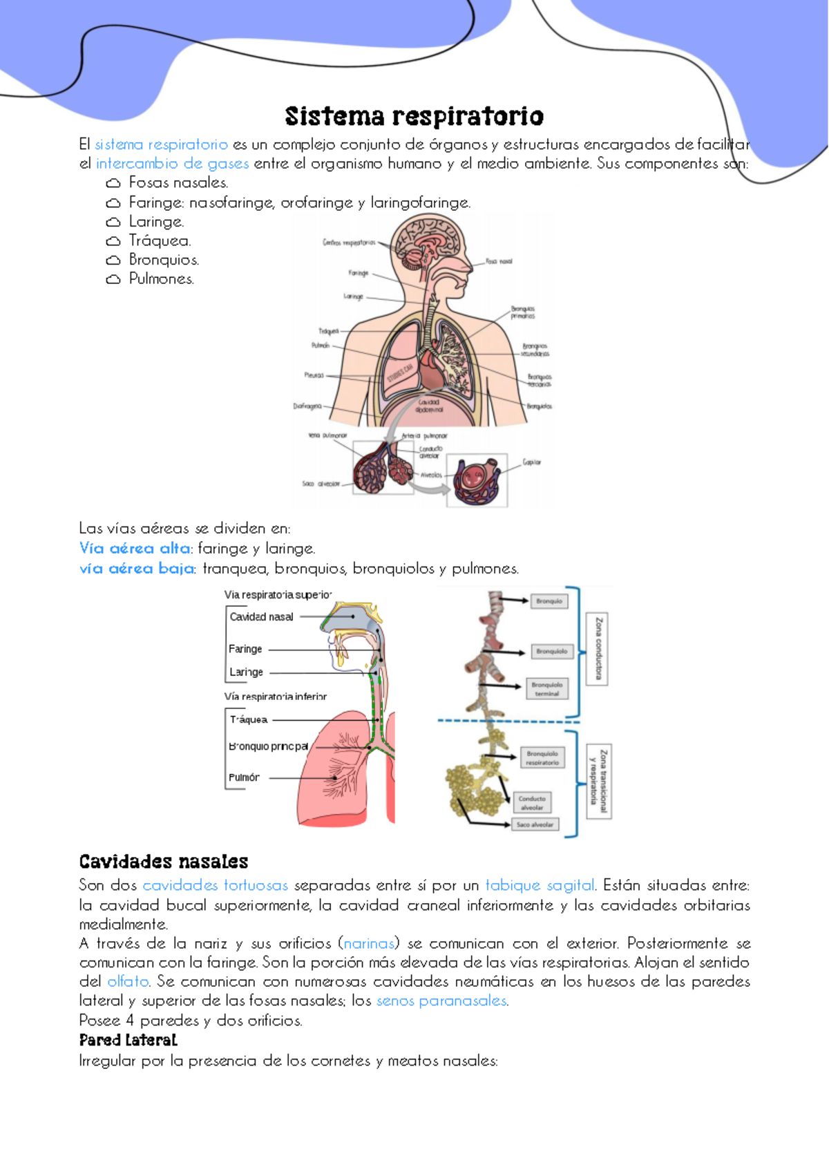 Sistema Respiratorio - Resumen Trabajo Y Tiempo Libre - Sistema ...