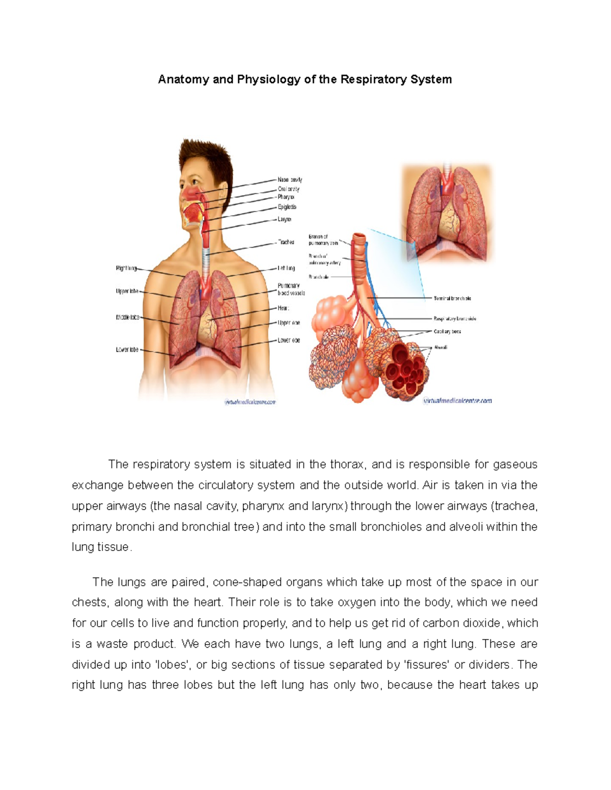 35099513 Anatomy and Physiology of the Respiratory System - Anatomy and ...