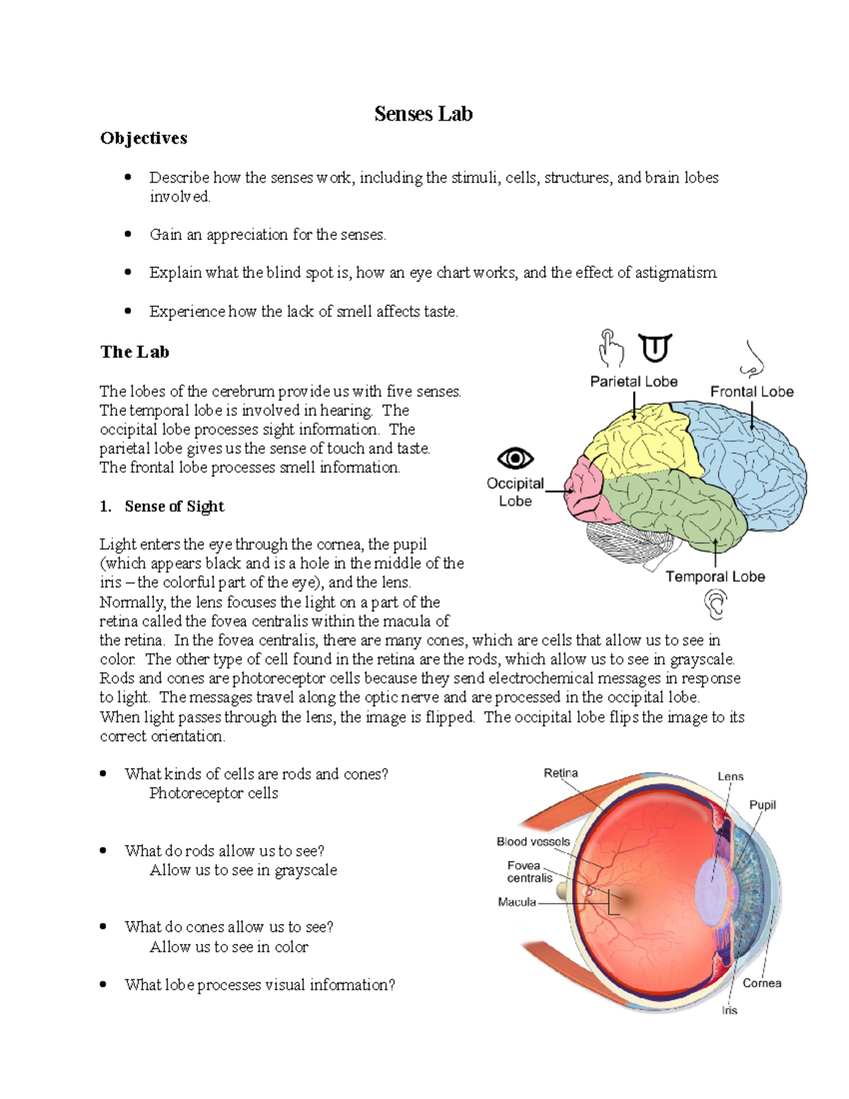 Senses Lab BIo 151 Lab - Senses Lab Objectives Describe How The Senses ...