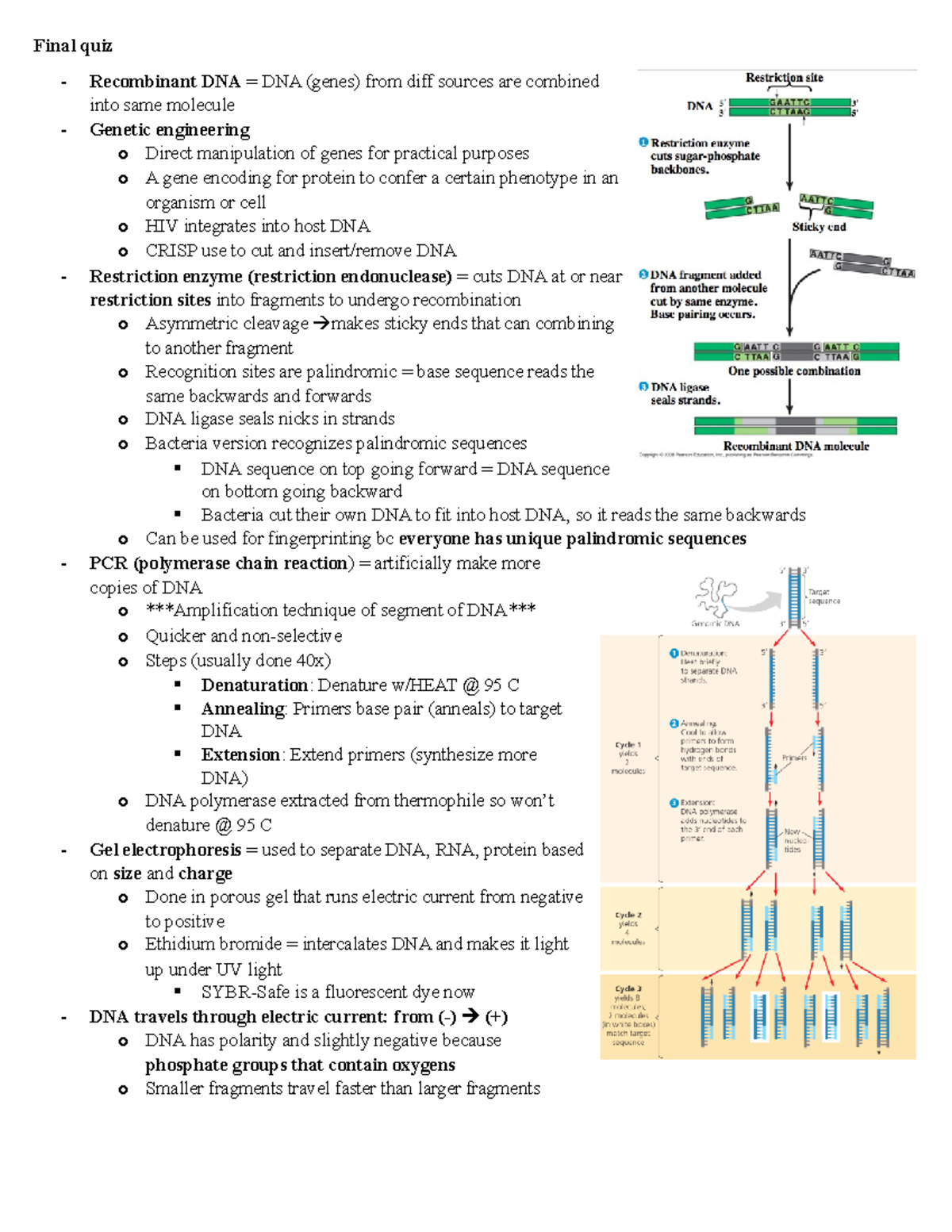 Biol 213 lab final practical quiz b Final quiz DNA