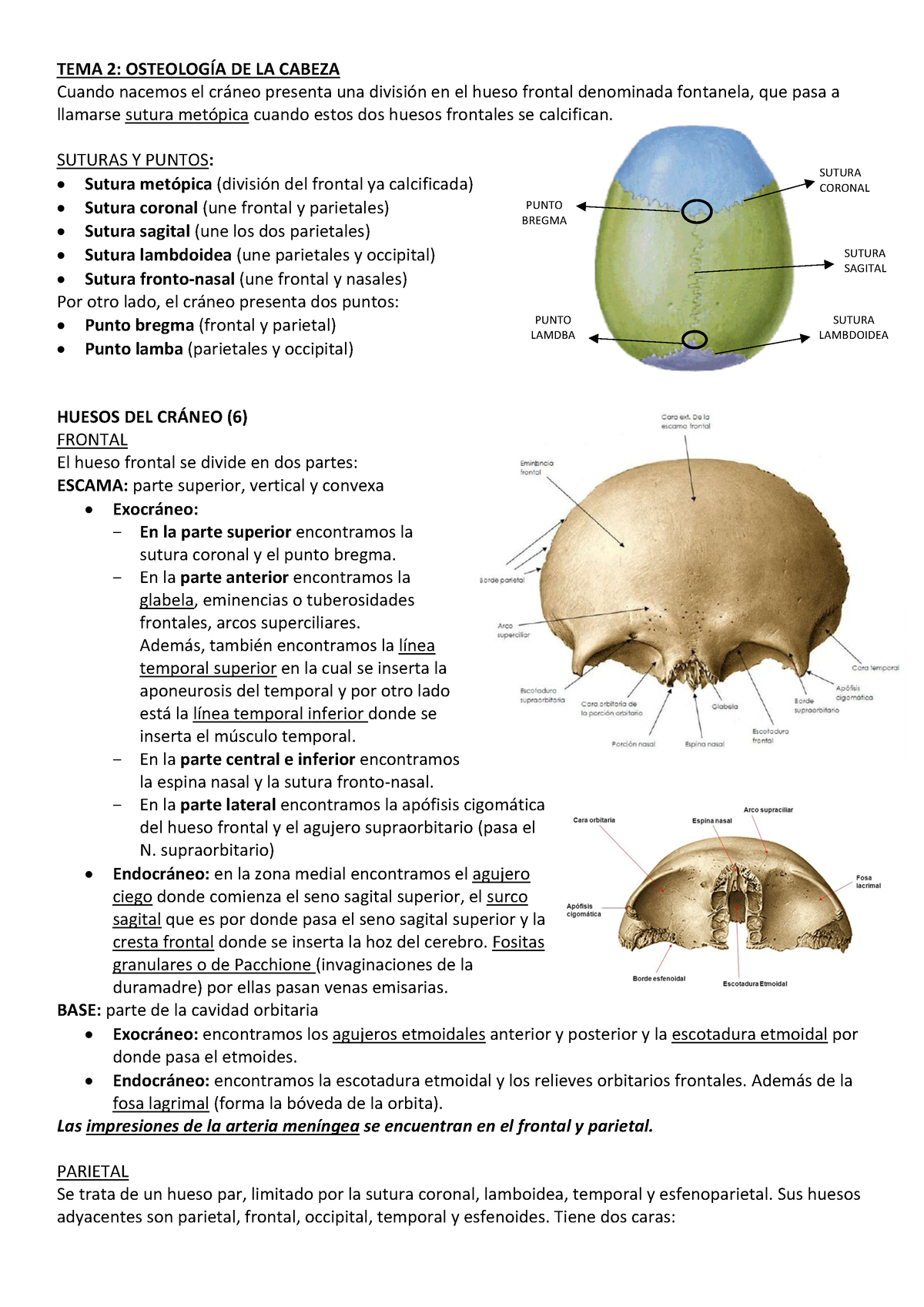 Tema 2 Osteología De La Cabeza Tema 2 OsteologÍa De La Cabeza Cuando Nacemos El Cráneo 9565