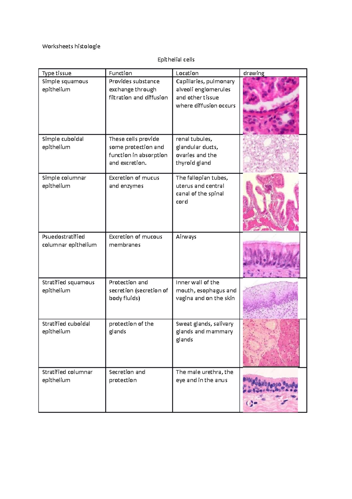 Worksheets histologie - Worksheets histologie Epithelial cells Type ...