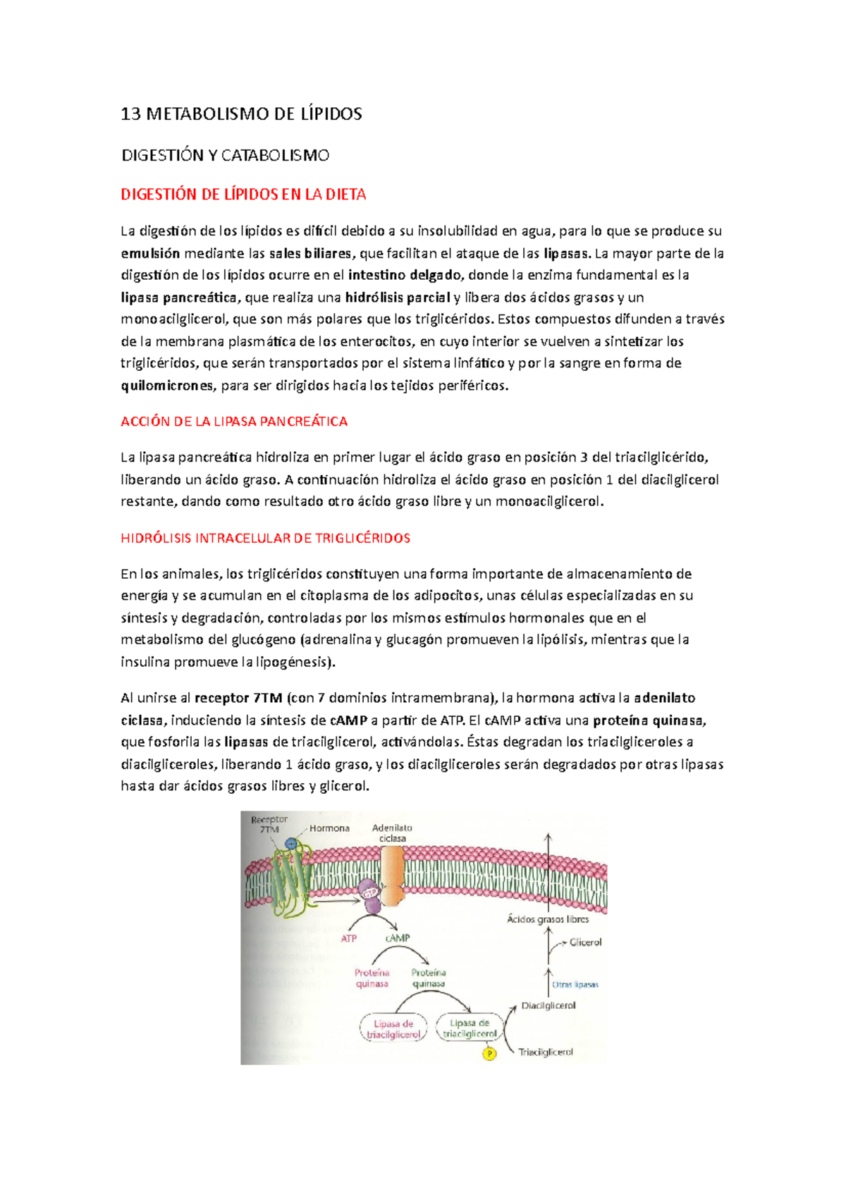 TEMA 13 - Resumen Bioquímica - 13 METABOLISMO DE Y CATABOLISMO DE EN LA ...