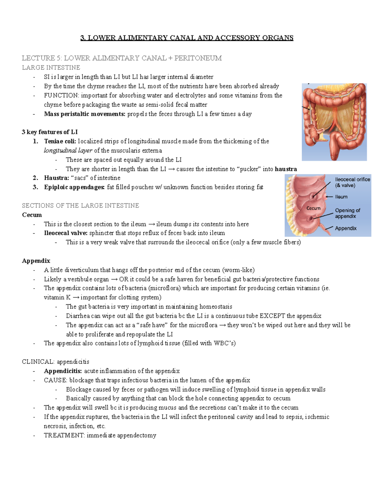 3. lower alimentary canal + accessory organs 3. LOWER ALIMENTARY CANAL AND ACCESSORY ORGANS