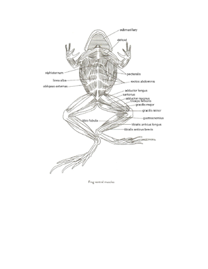 014B Toad Skeleton Answer Sheet - zoology - Studocu