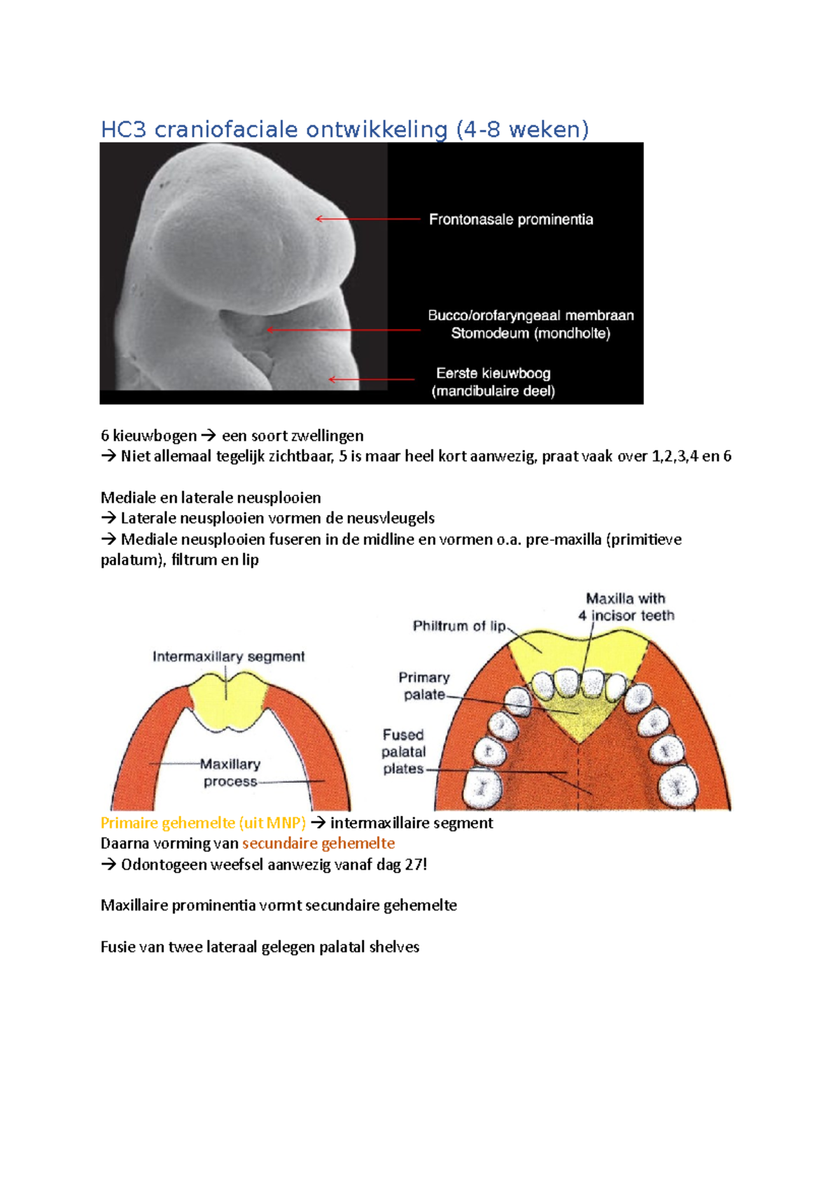 Hc Craniofaciale Ontwikkeling Pre Maxilla Primitieve Palatum Filtrum En Lip Primaire