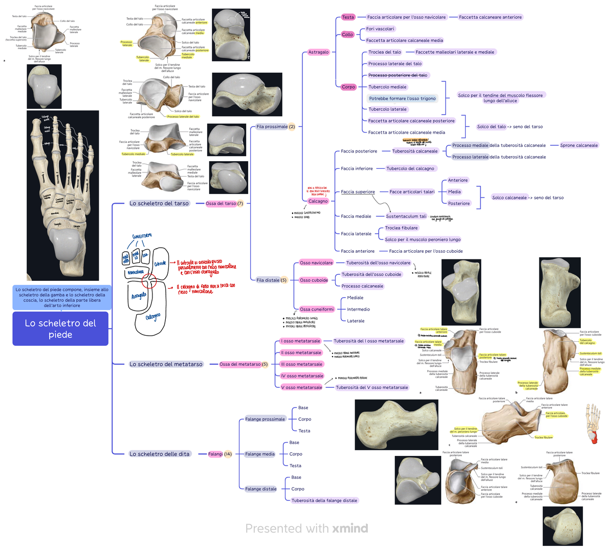 Lo scheletro del piede - Riassunto Trattato di Anatomia umana - Lo ...