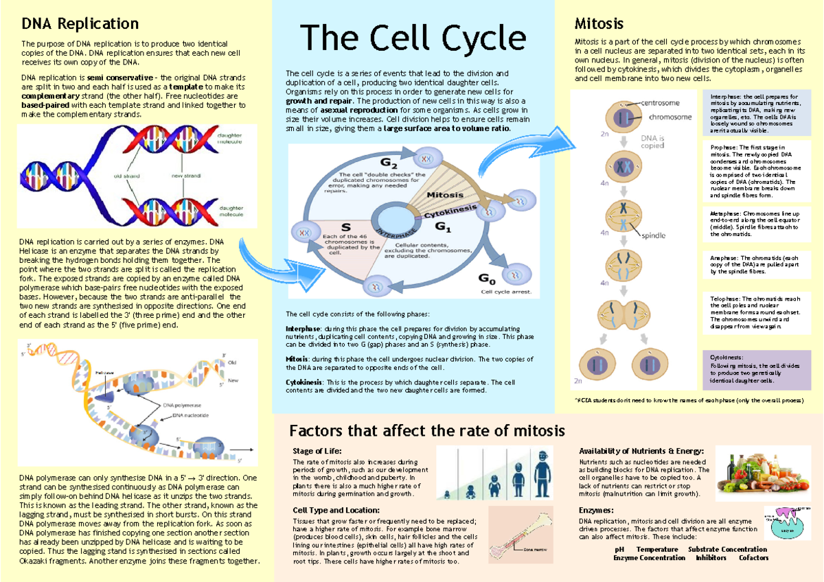 5) Cell Devision - Very informative notes for assignment - Fac Fa DNA ...