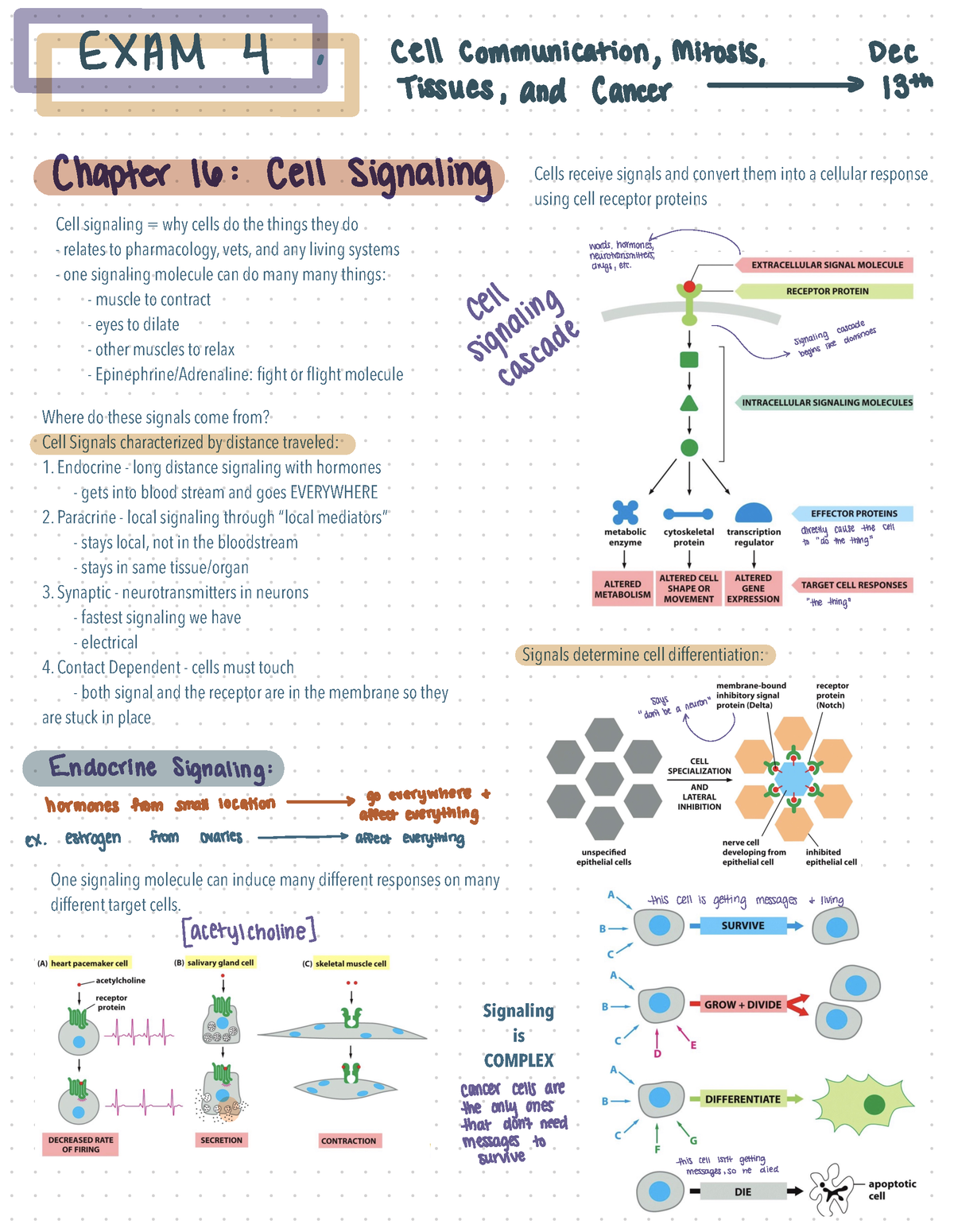 Cell Biology Chapter 16 Notes - Cell signaling = why cells do the ...