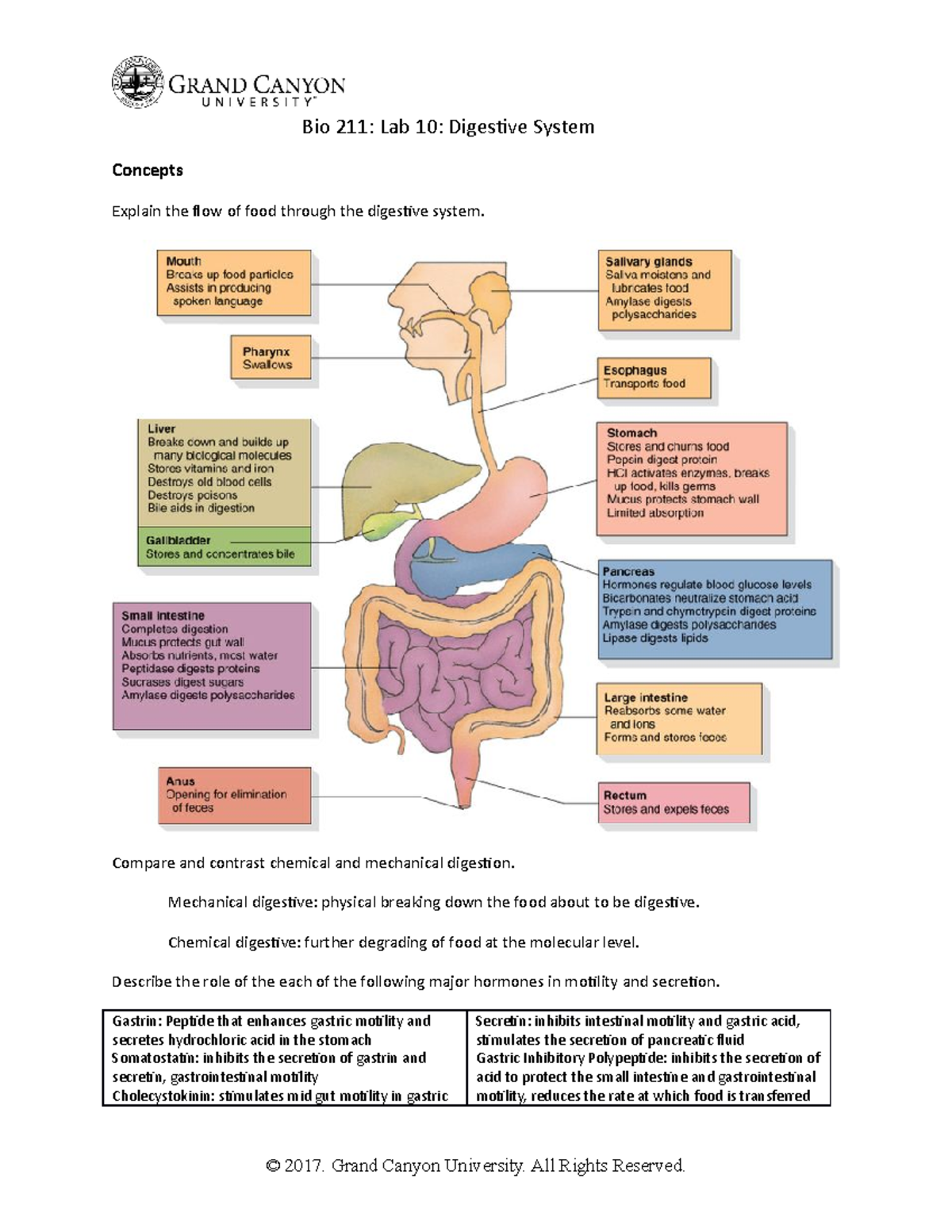 Quizlet The Digestive System - rhommx6