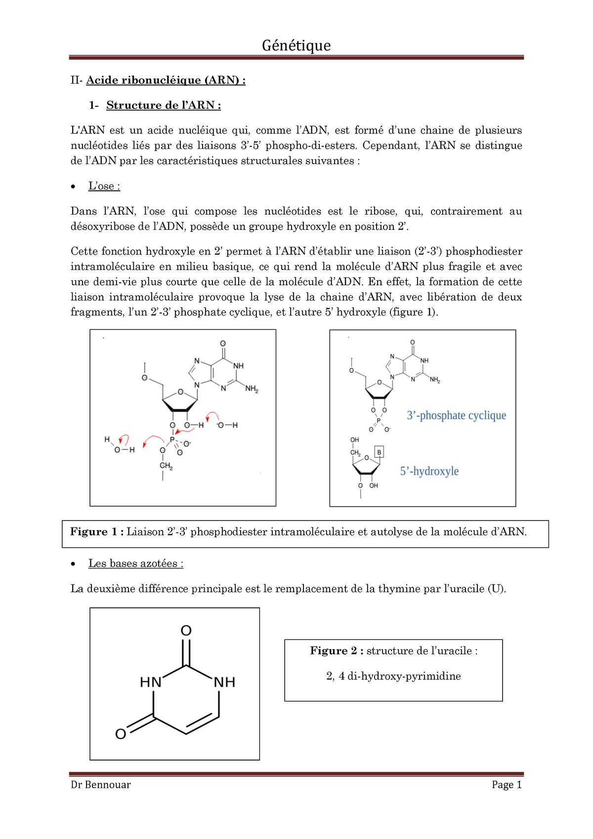 Acide Ribonucl Ique Arn Cependant Larn Se Distingue De Ladn