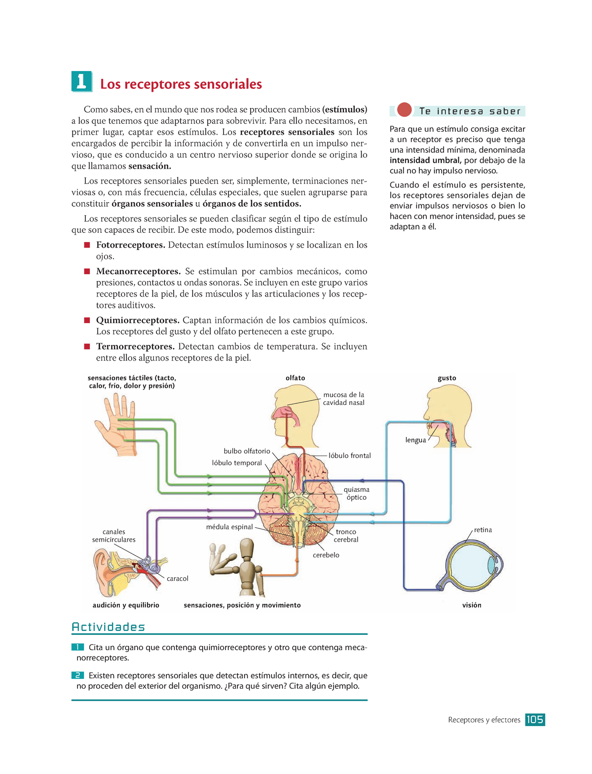 Receptores - Apuntes - Los Receptores Sensoriales Como Sabes, En El ...