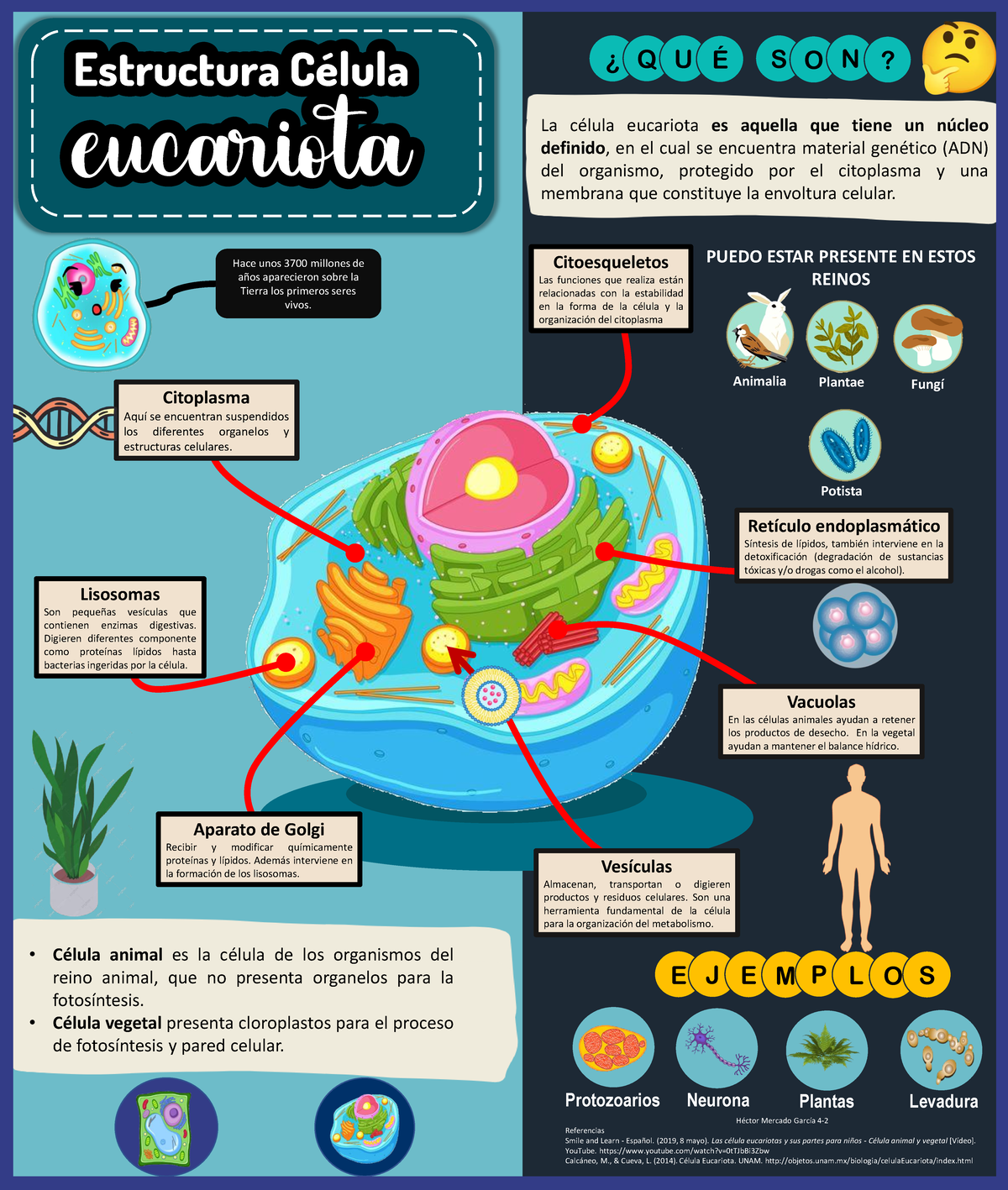 Infograf a De La C lula Eucariota Estructura C lula Eucariota 