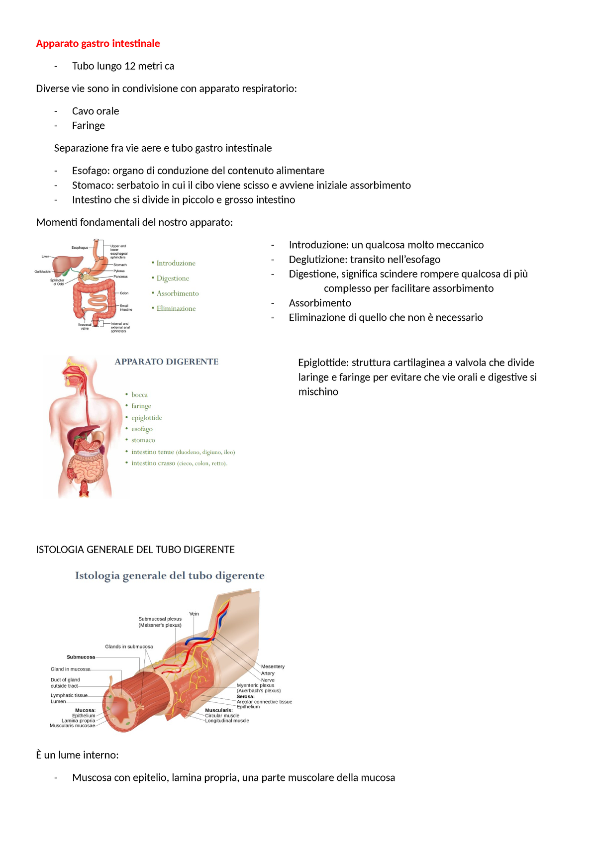 4 Fisiologia Apparato Gastrointestinale - Apparato Gastro Intestinale ...