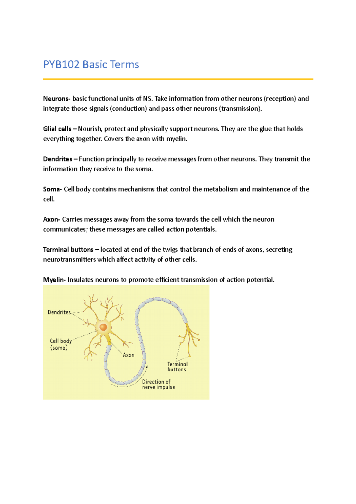 PYB102 Basic Terms - PYB102 Basic Terms Neurons- Basic Functional Units ...