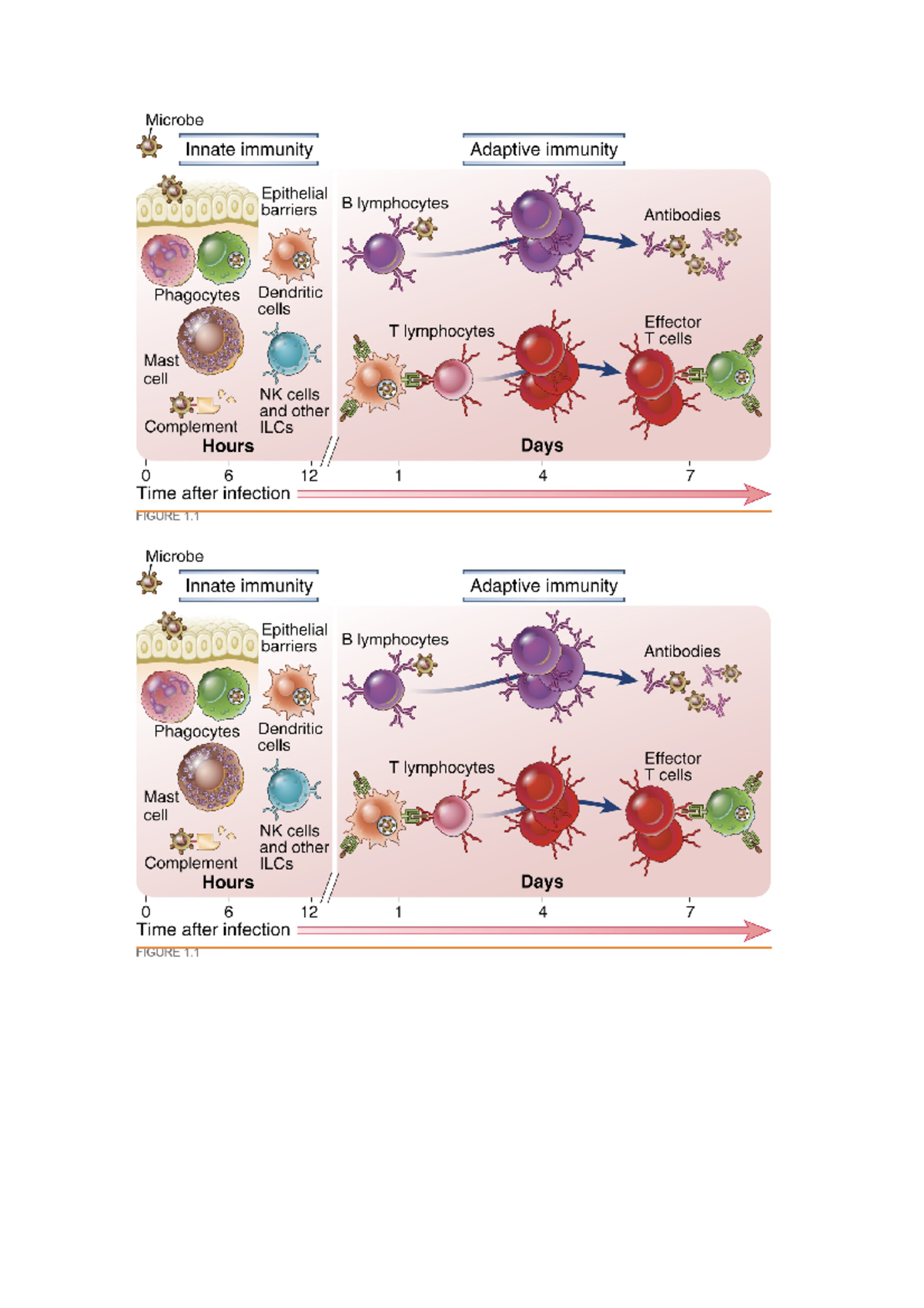 Plaatjes 201- infecties - Infecties en afweer - Studeersnel