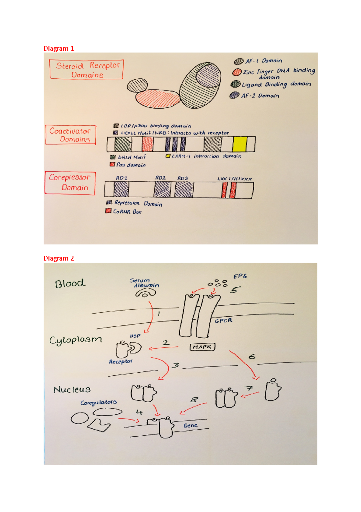 5 Steroid Hormone Signalling Pathway - Diagram Diagram Diagram 1: This ...