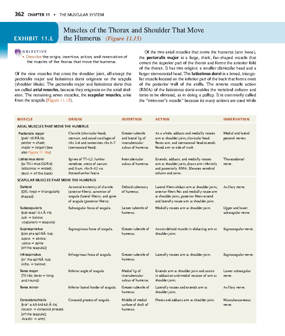 Anatomyand Physiology-132 - 362 CHAPTER 11 • THE MUSCULAR SYSTEM ...