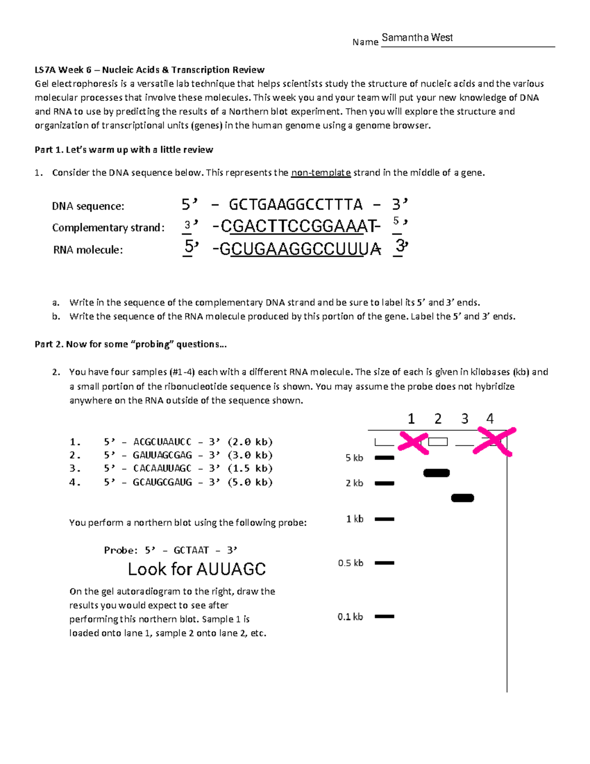 Kami Export - Week 6 Blots Genome Browser Worksheet W22 - Name