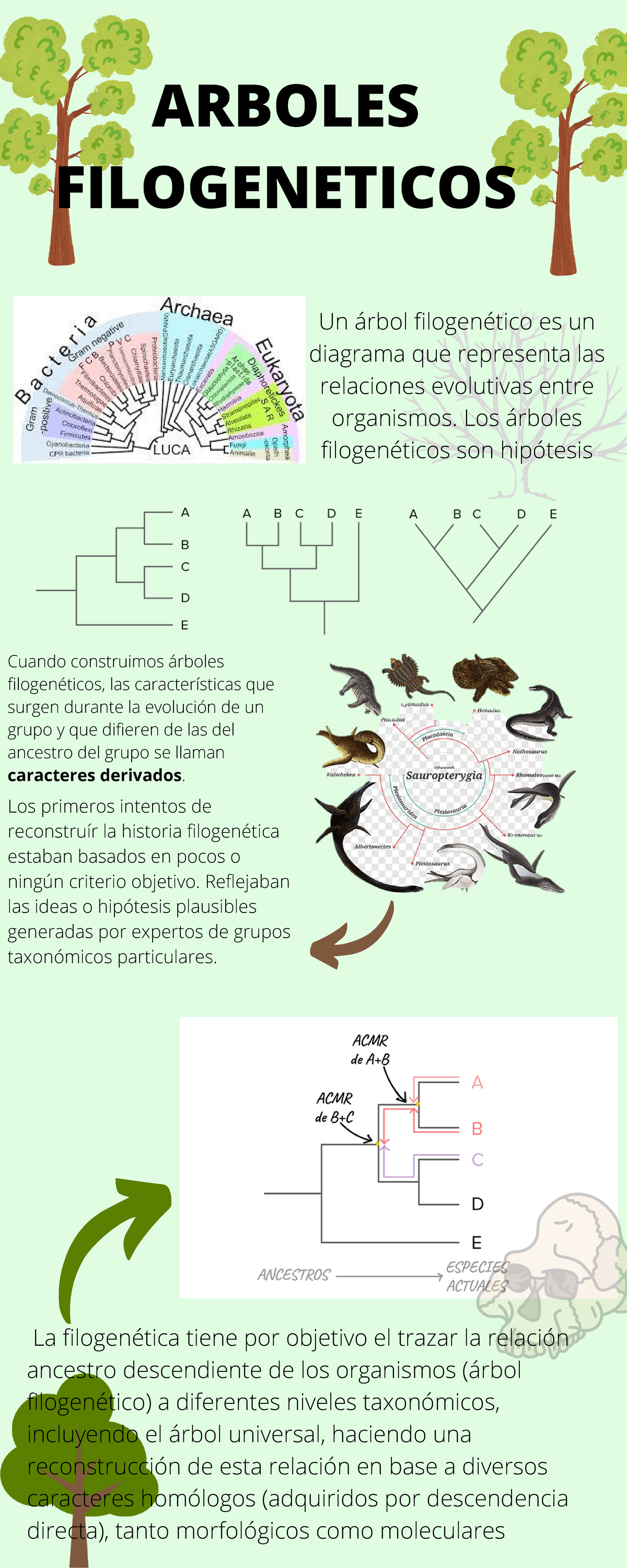 Arboles Filogeneticos - ARBOLES FILOGENETICOS La filogenética tiene por ...