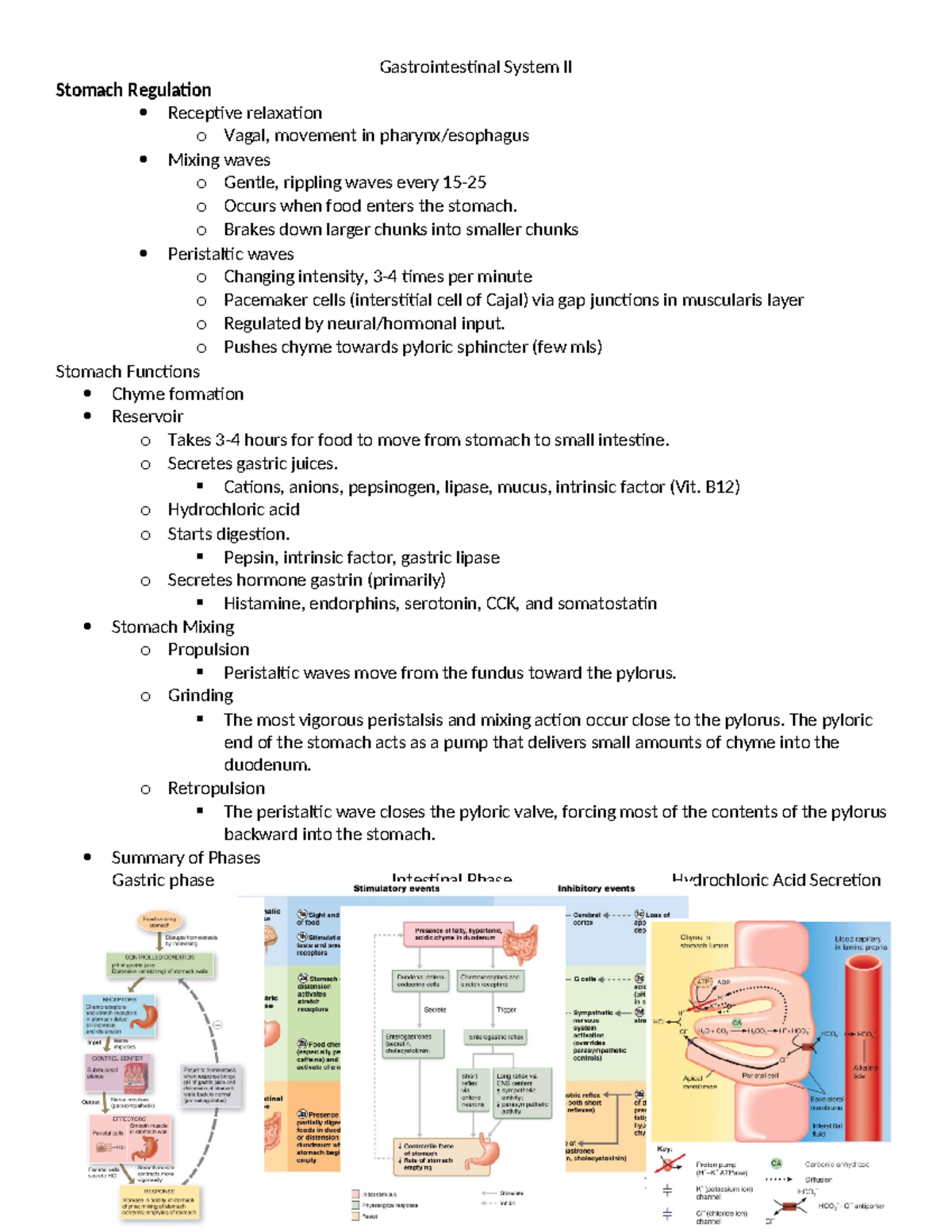 Gastrointesintal Notes II - Stomach Regulation Receptive relaxation o ...