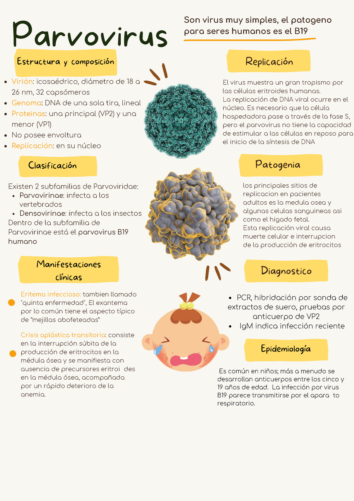 Ficha Tecnica De Parvovirus - Parvovirus ####### Virión: Icosaédrico ...