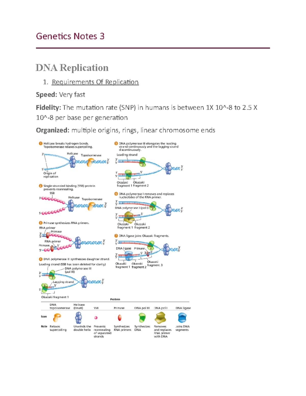 Notes 3 Initiation proteins (DNAa) binf here Consensus