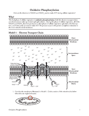 Mitosis vs meiosis quiz KEY - Mitosis vs. Meiosis 1 cell with 24 ...