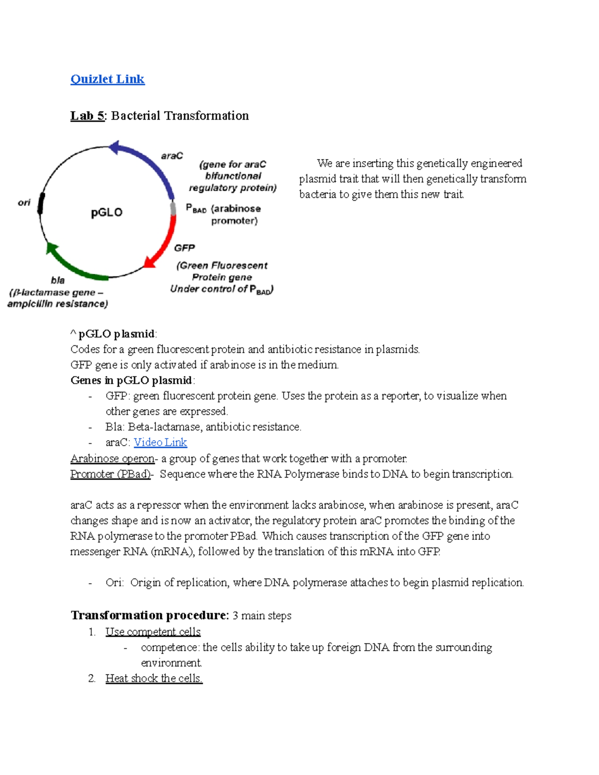 Bio Lab Quiz 5 & 6 Lab quiz study material Quizlet Link Lab 5