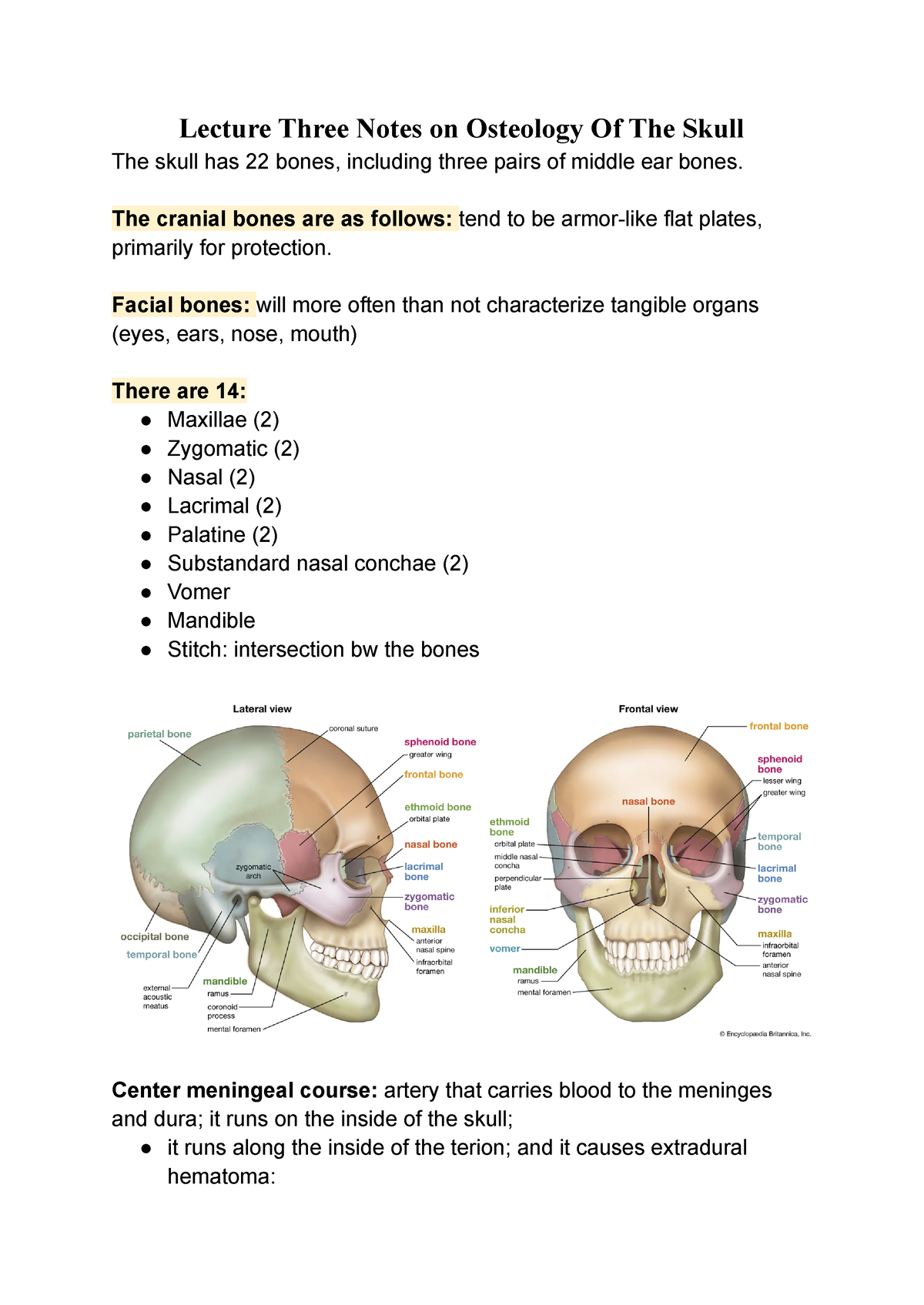 Lecture Three Notes On Osteology Of The Skull The Cranial Bones Are As Follows Tend To Be 4211