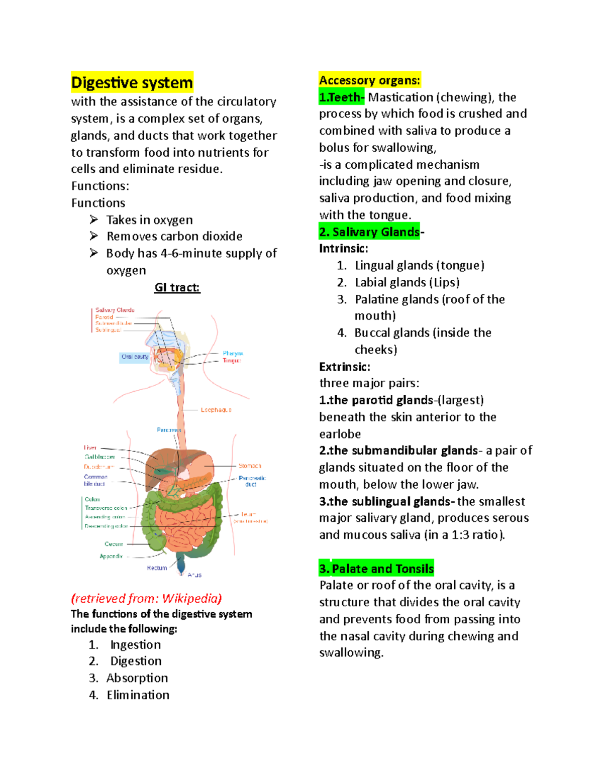 Digestive and respiratory - Digestive system with the assistance of the ...