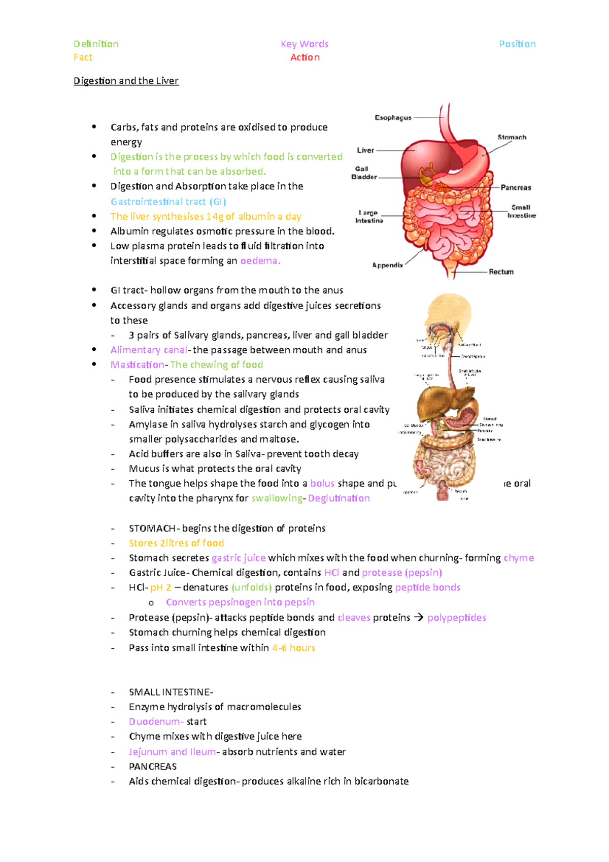 Digestion and the Liver - Fact Action Digestion and the Liver Carbs ...