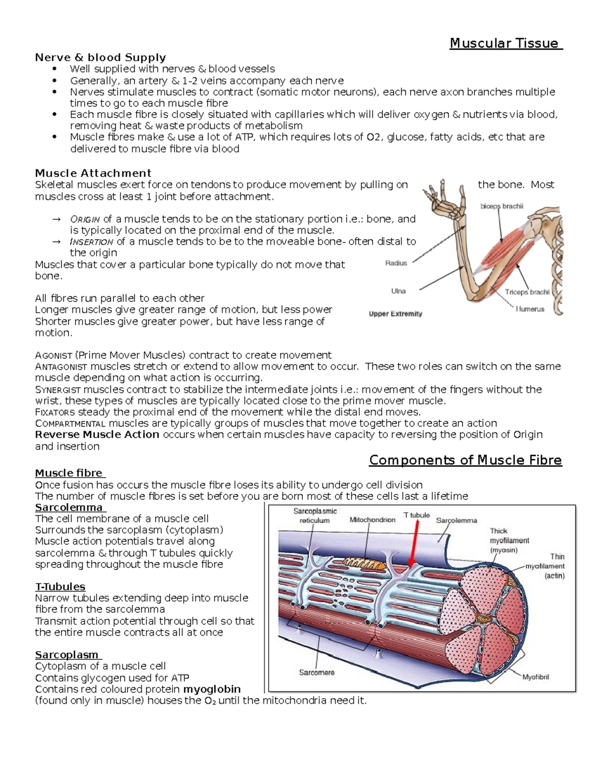 Muscular Tissue Chapter 10 (1) (2) Sam G - Muscular Tissue Nerve ...