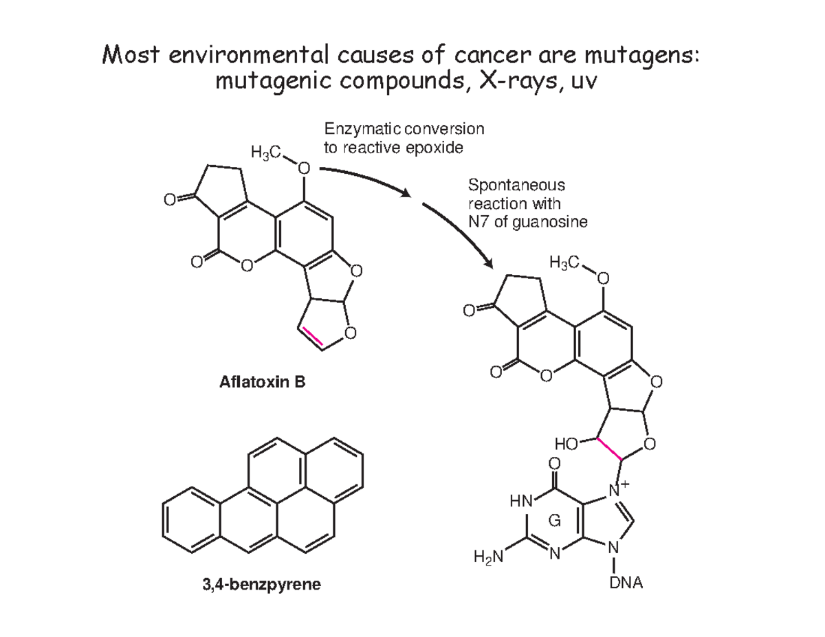 Chromosome Anomalies II - Most environmental causes of cancer are ...