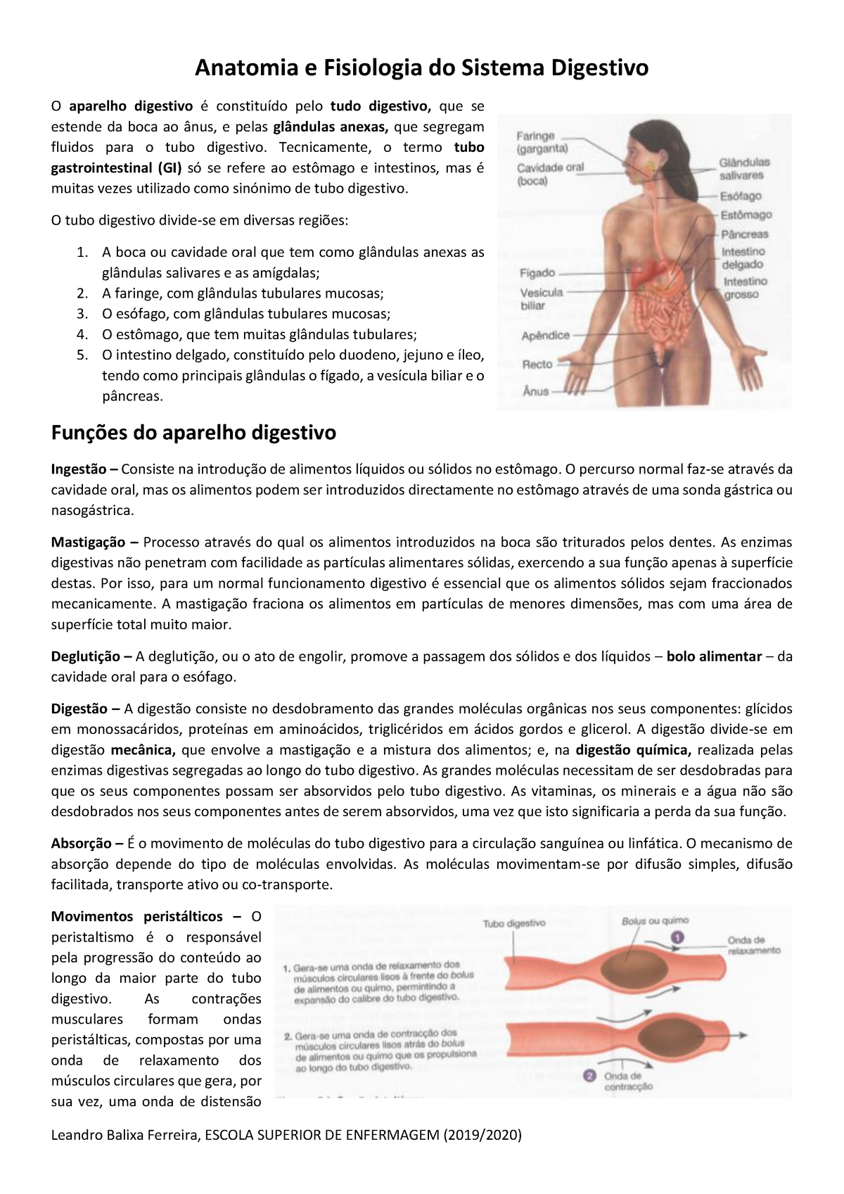Abdomen  Anatomia do corpo humano, Sistema digestivo, Anatomia e